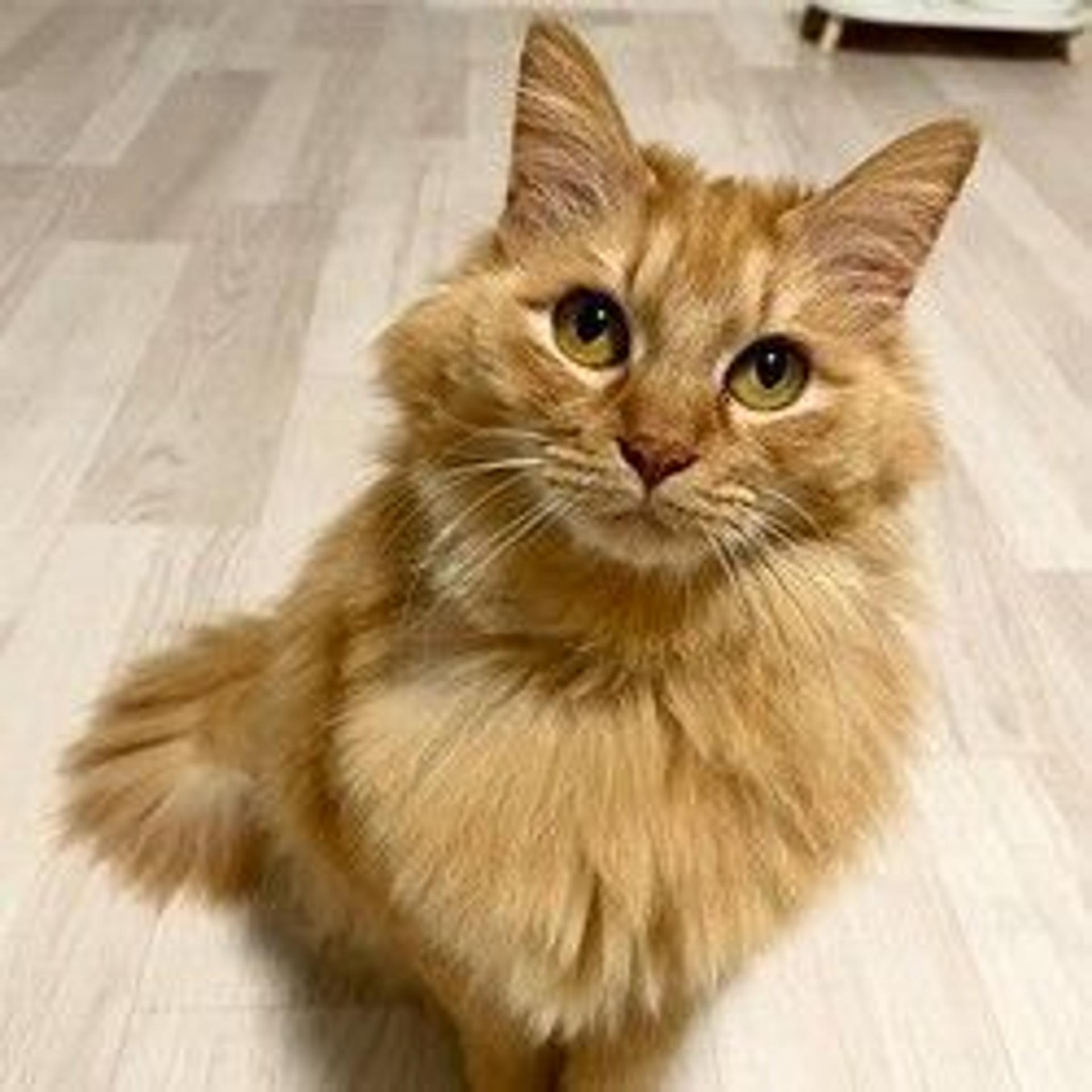 pet-image-2