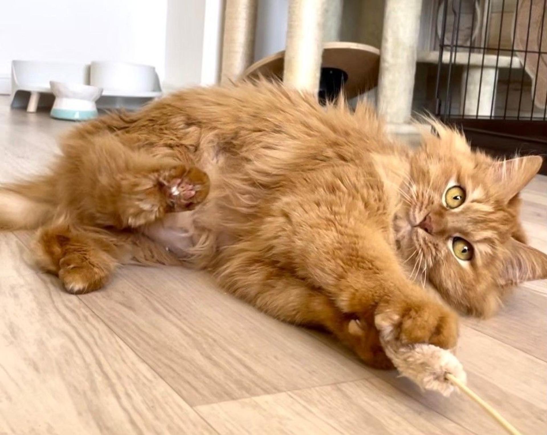 pet-image-5