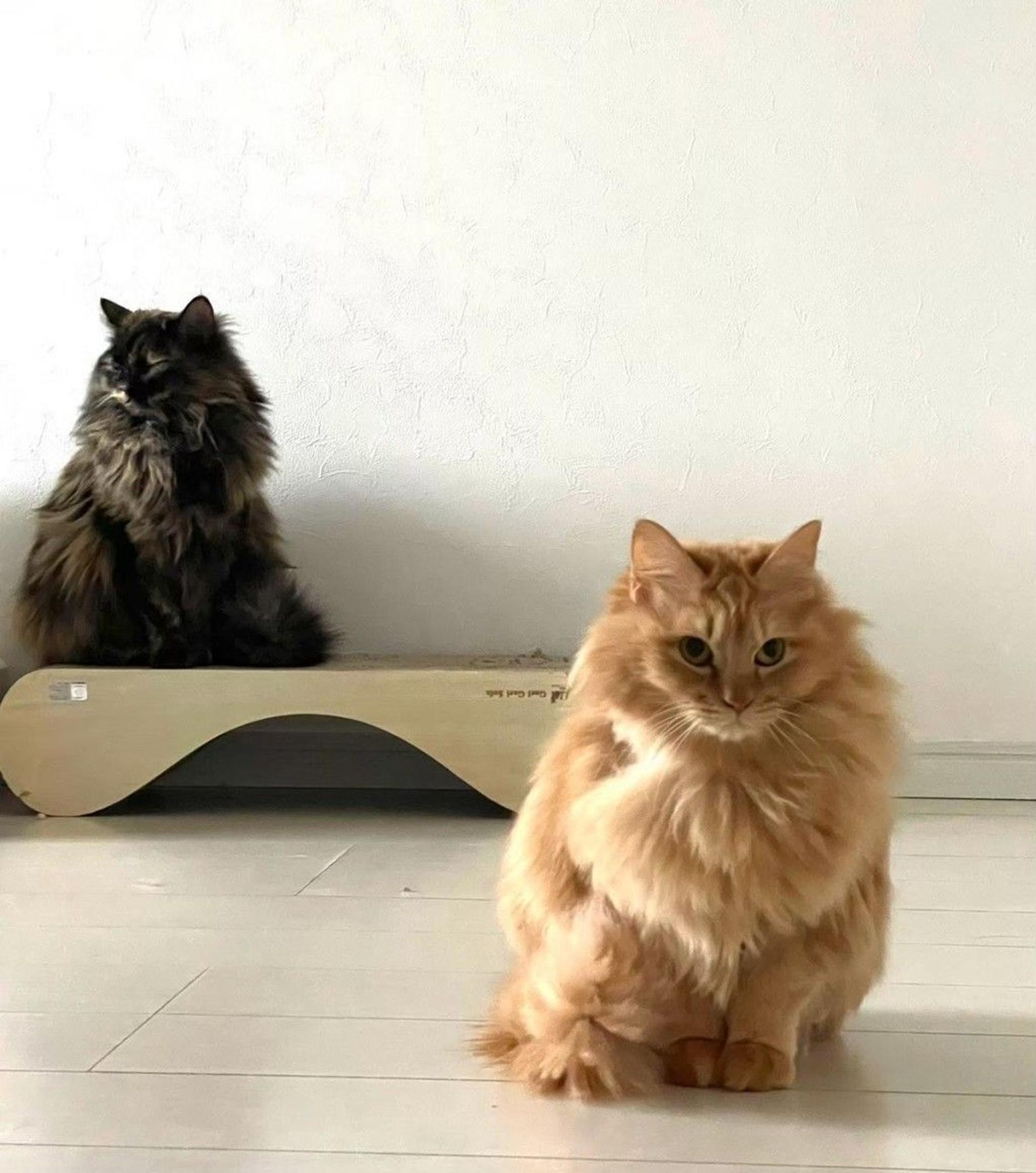 pet-image-7