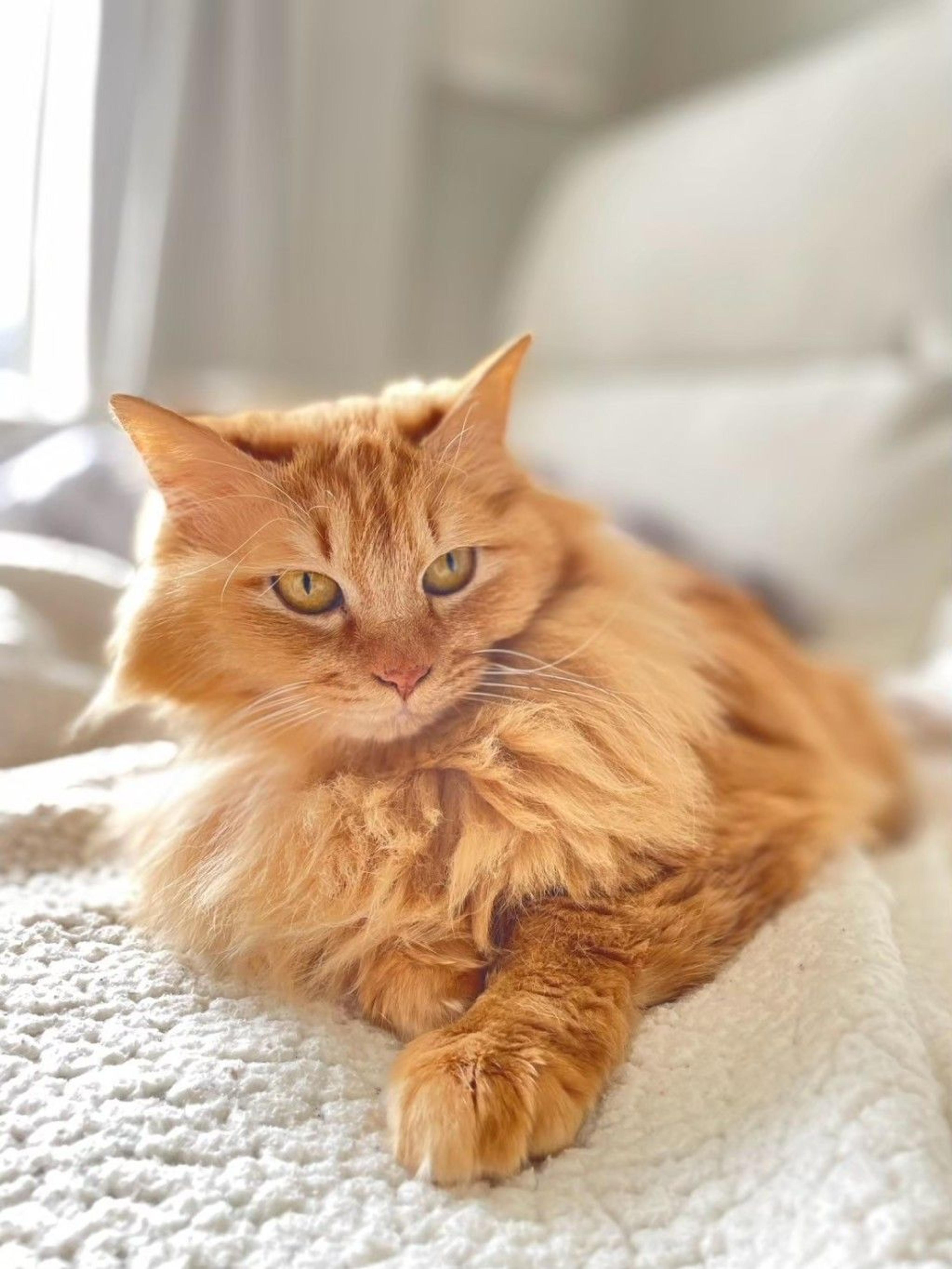 pet-image-9