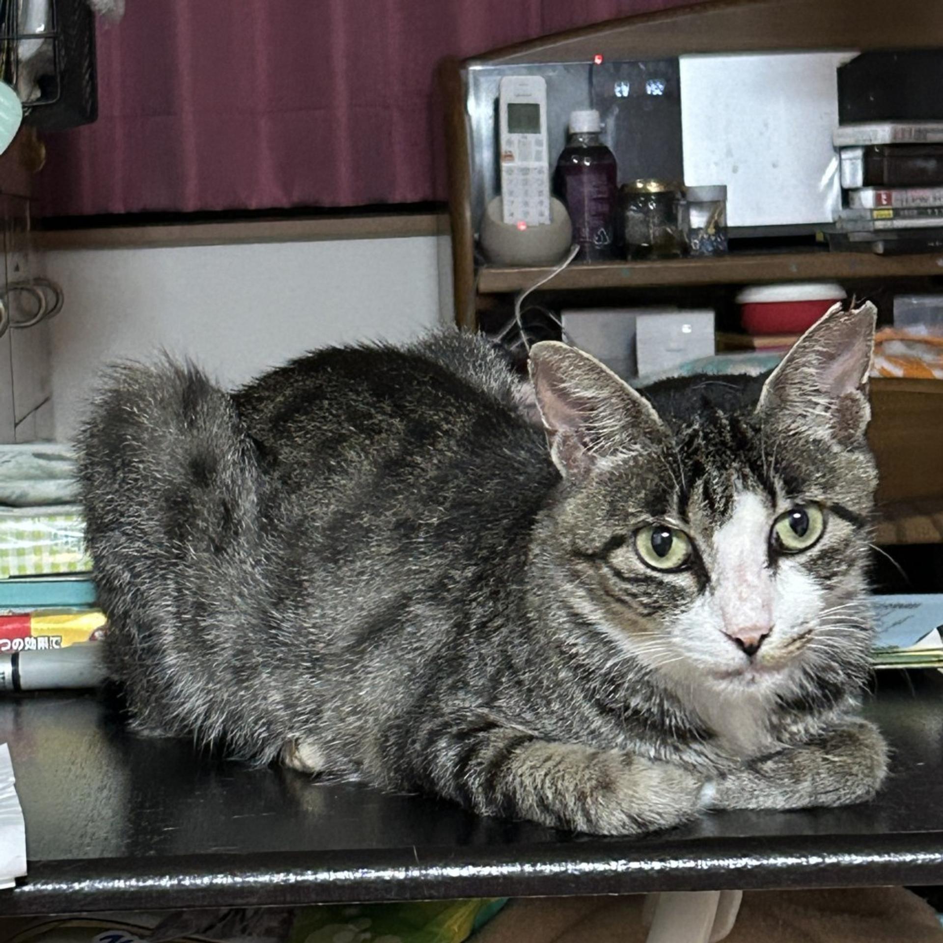 pet-image-2