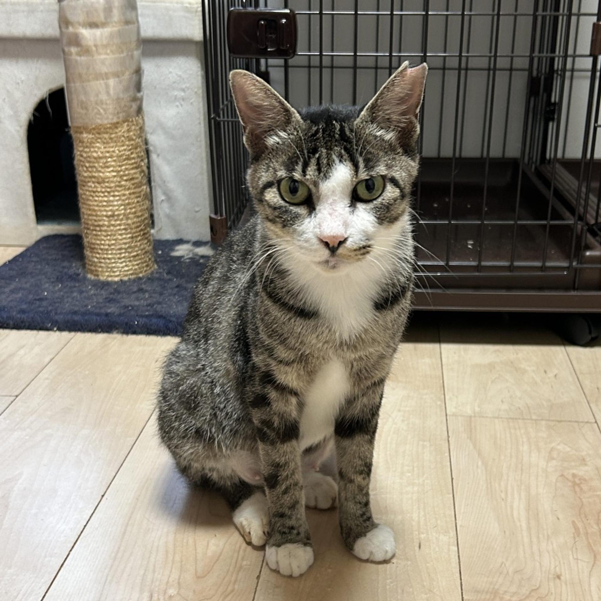 pet-image-4