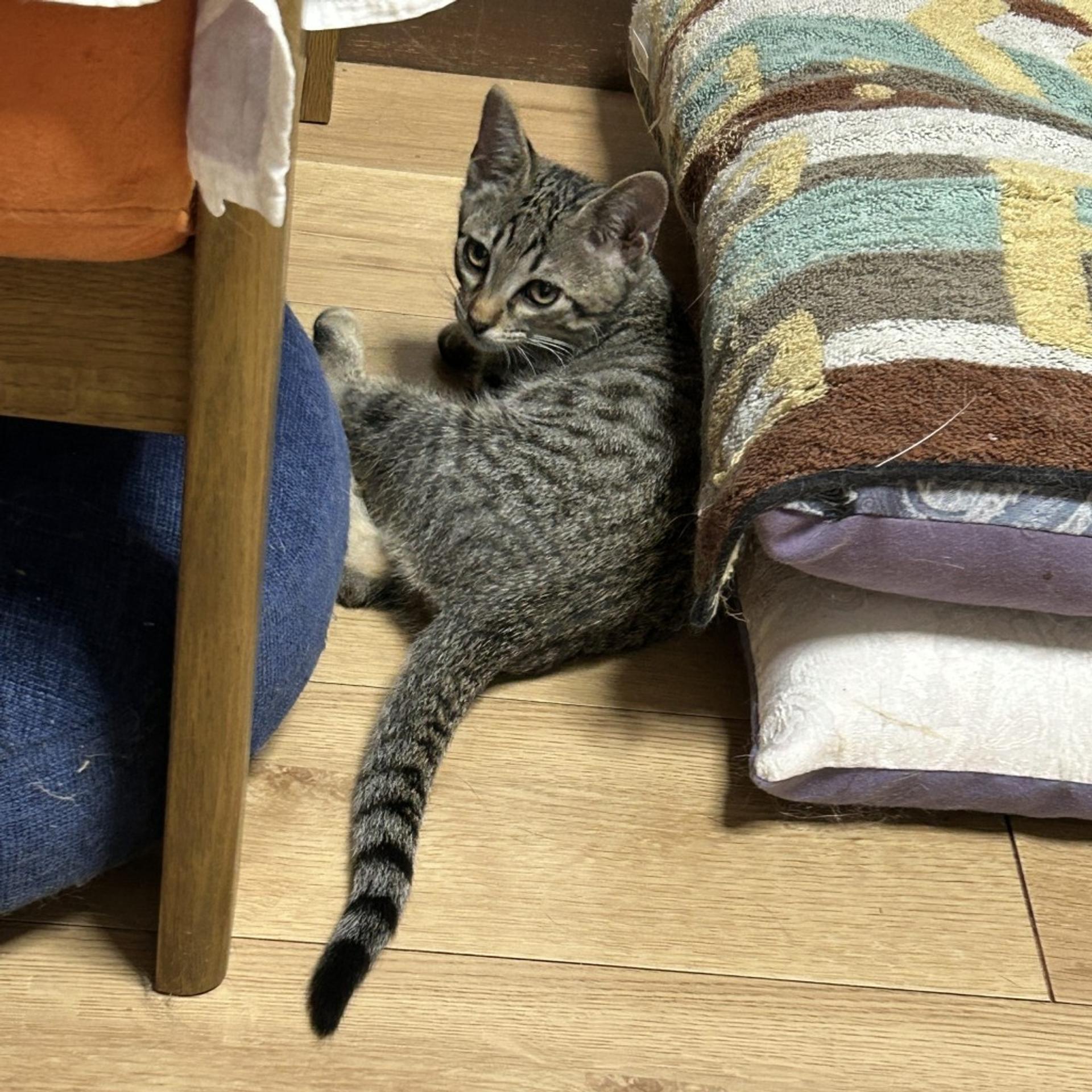 pet-image-5