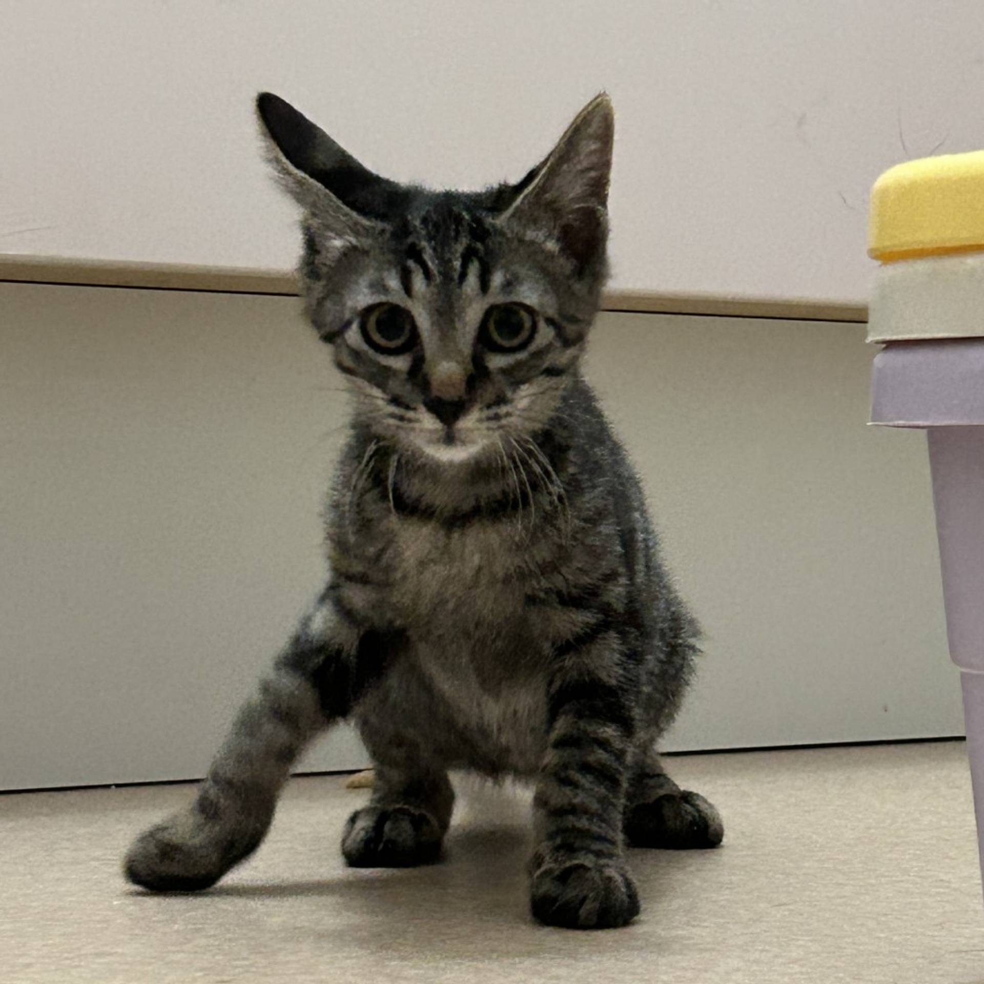 雑種（ミックス猫）・オスの里親募集の写真