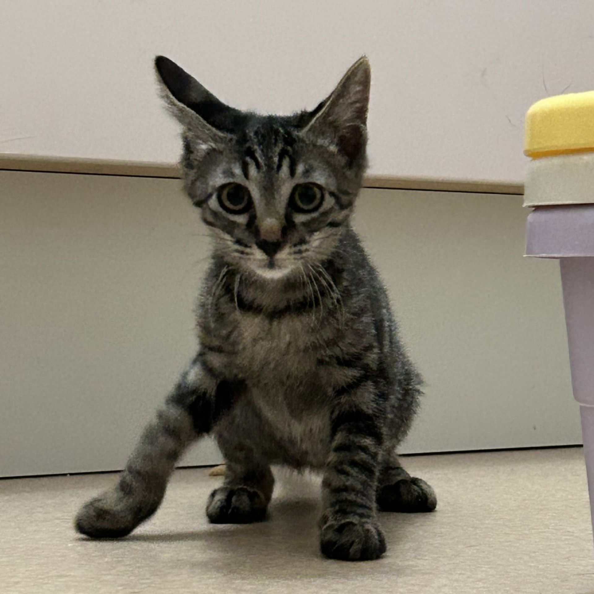 雑種（ミックス猫）・オスの里親募集の写真
