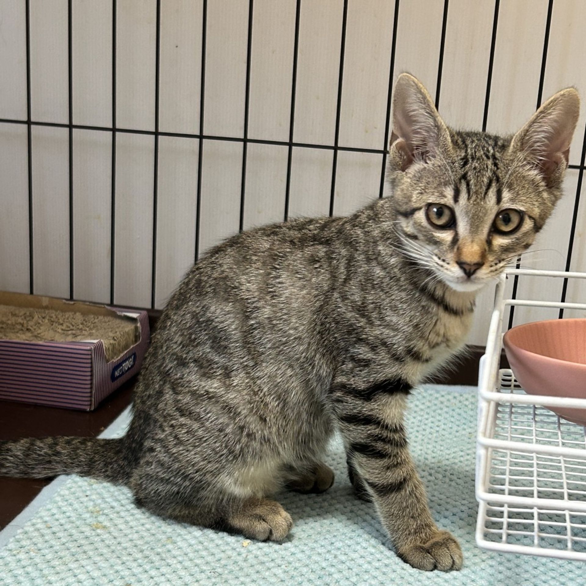 雑種（ミックス猫）・オスの里親募集の写真