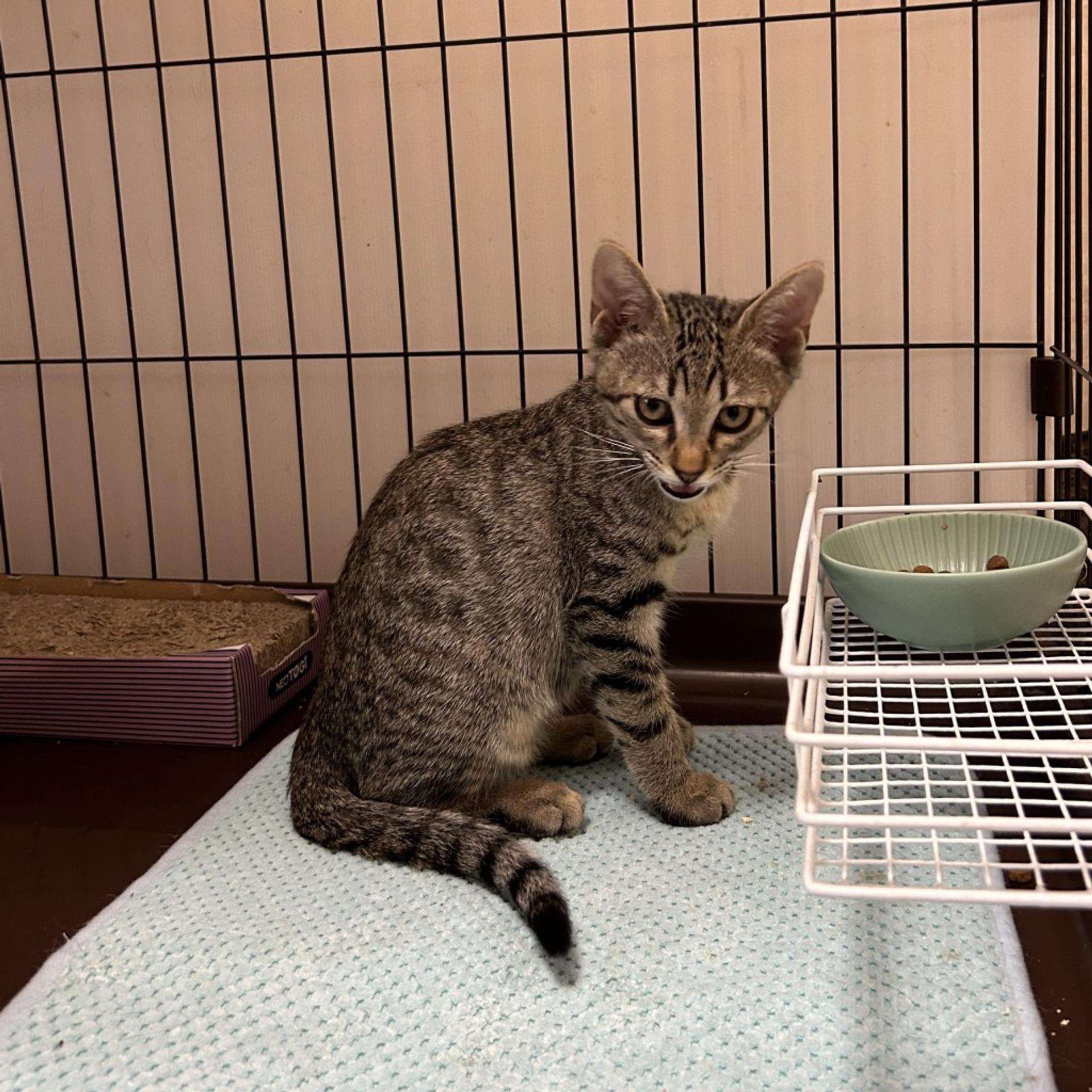 pet-image-5
