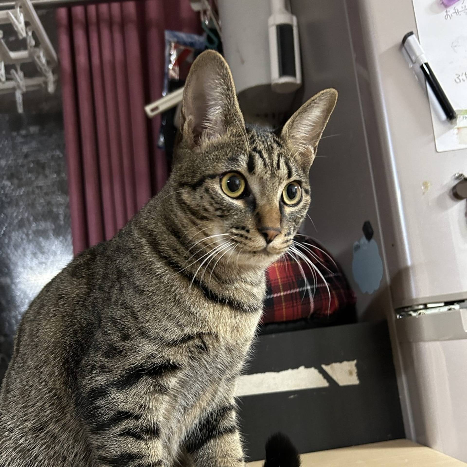 雑種（ミックス猫）・オスの里親募集の写真