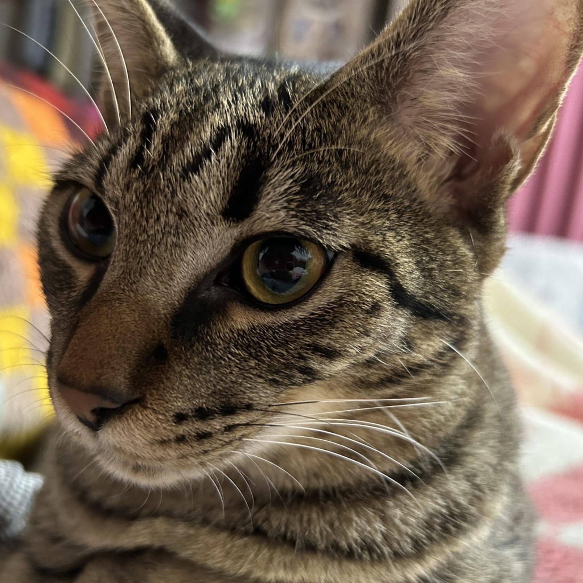 pet-image-3