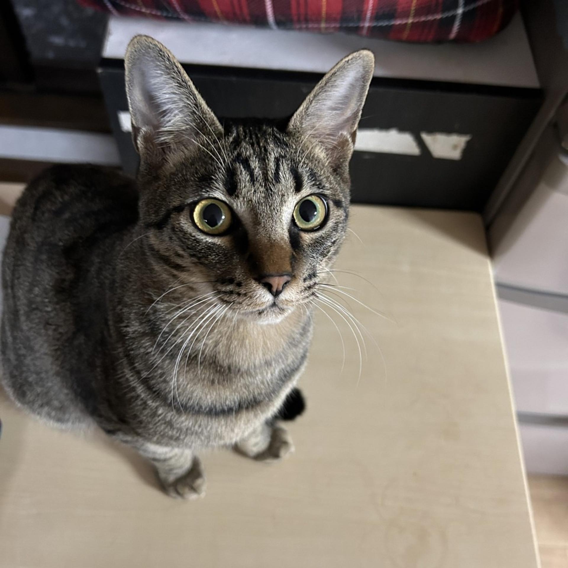 pet-image-5