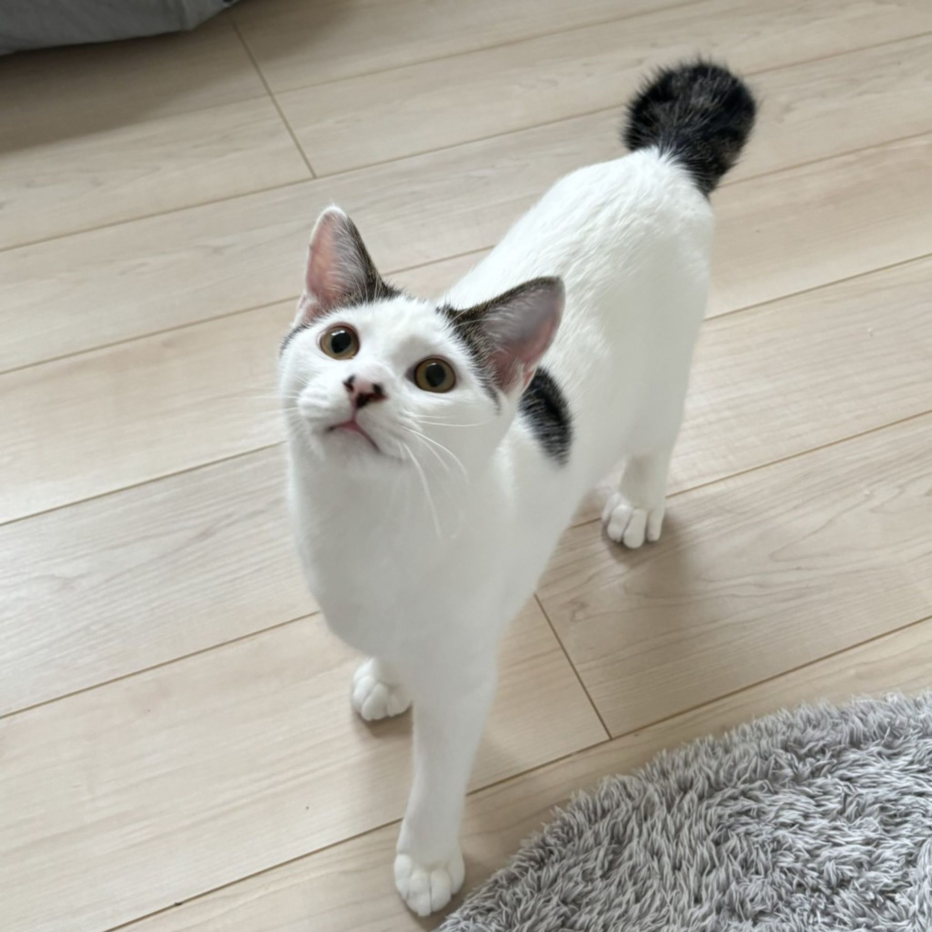 雑種（ミックス猫）・オスの里親募集の写真