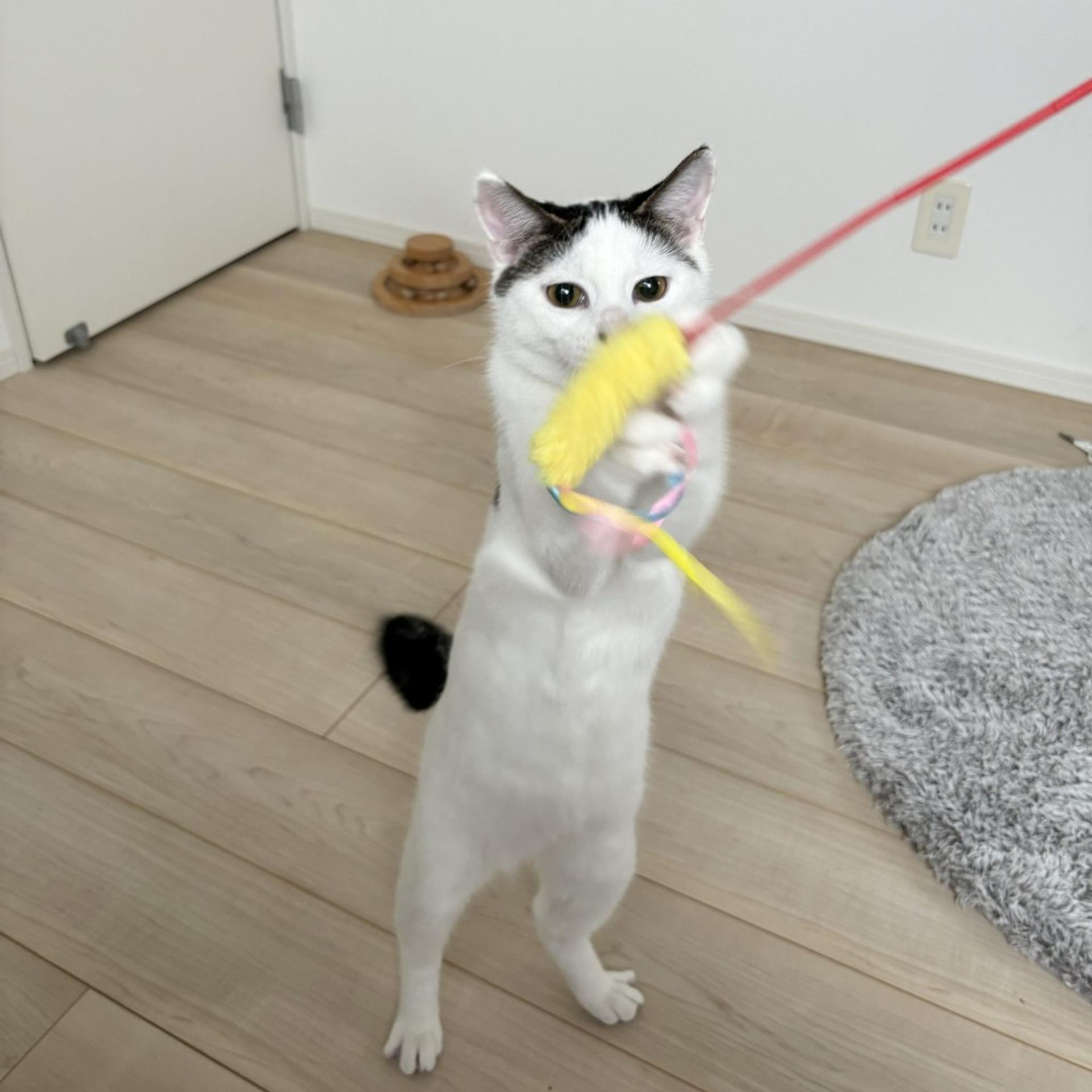 pet-image-3