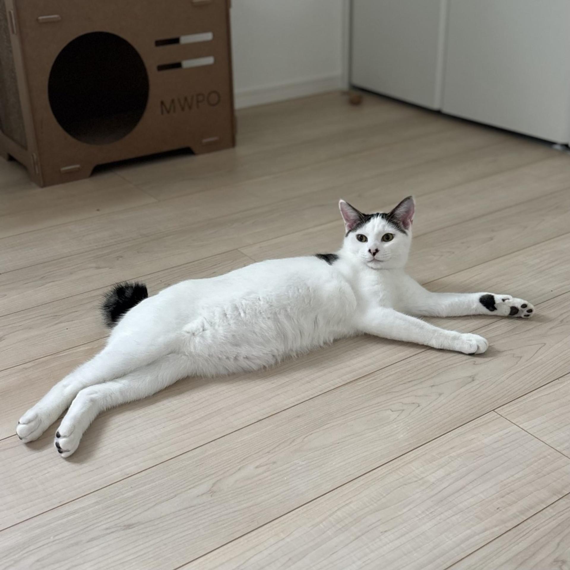 pet-image-5