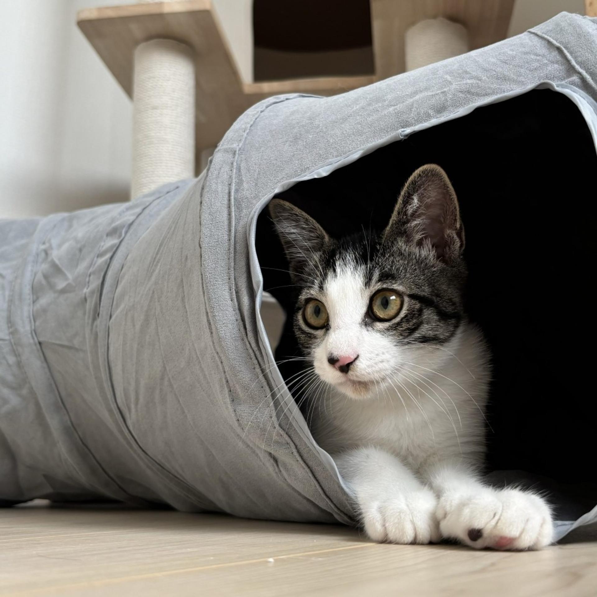pet-image-3
