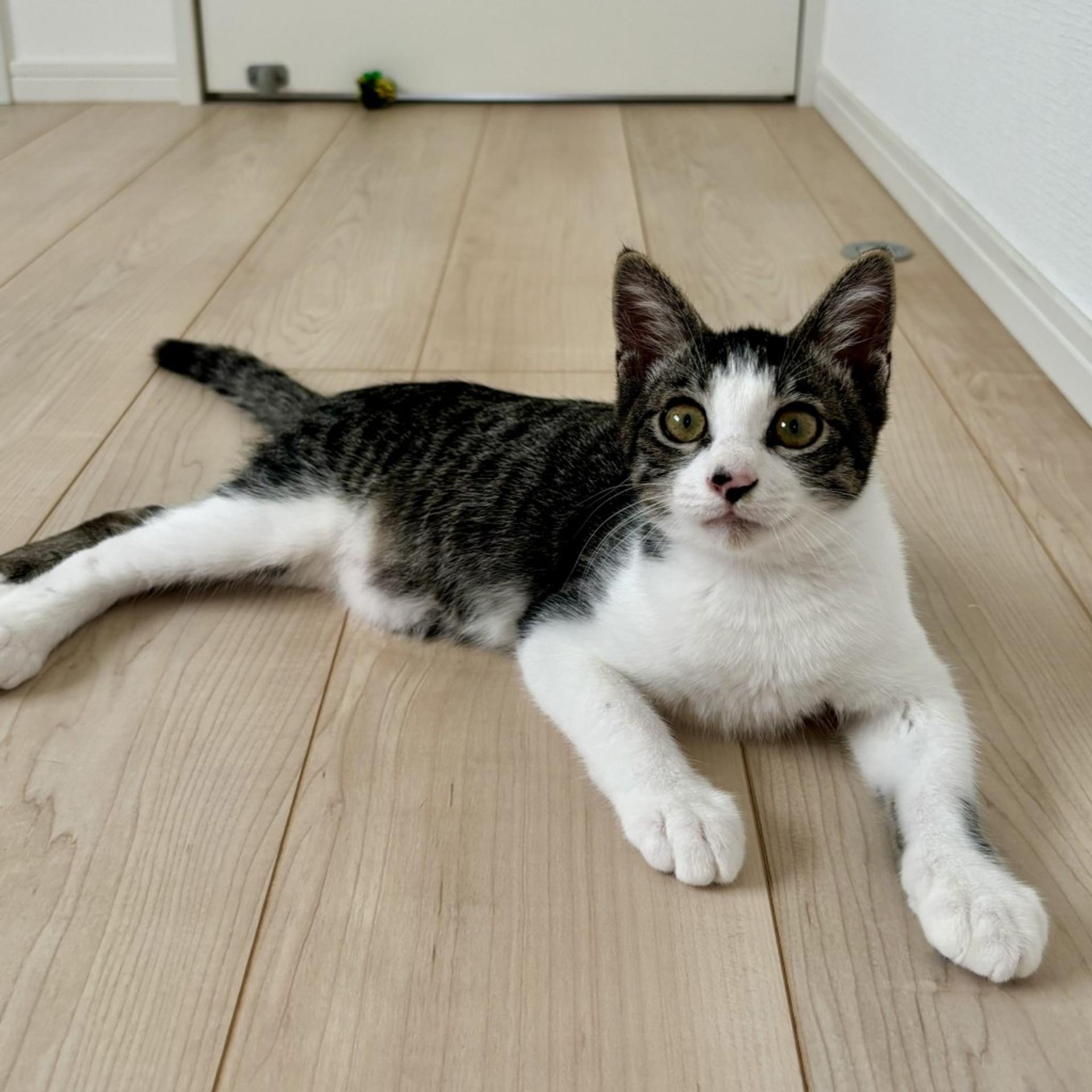 pet-image-2