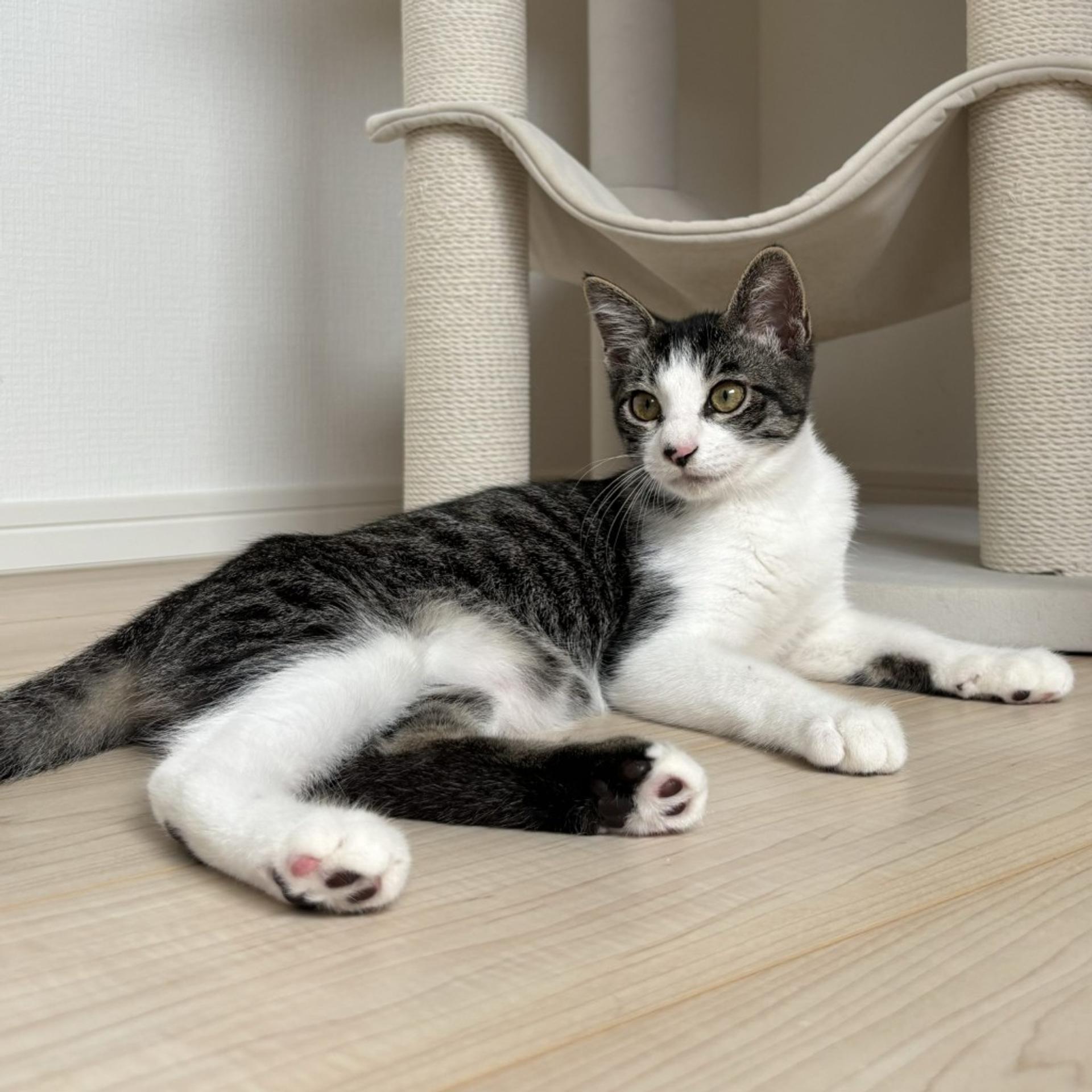 pet-image-5