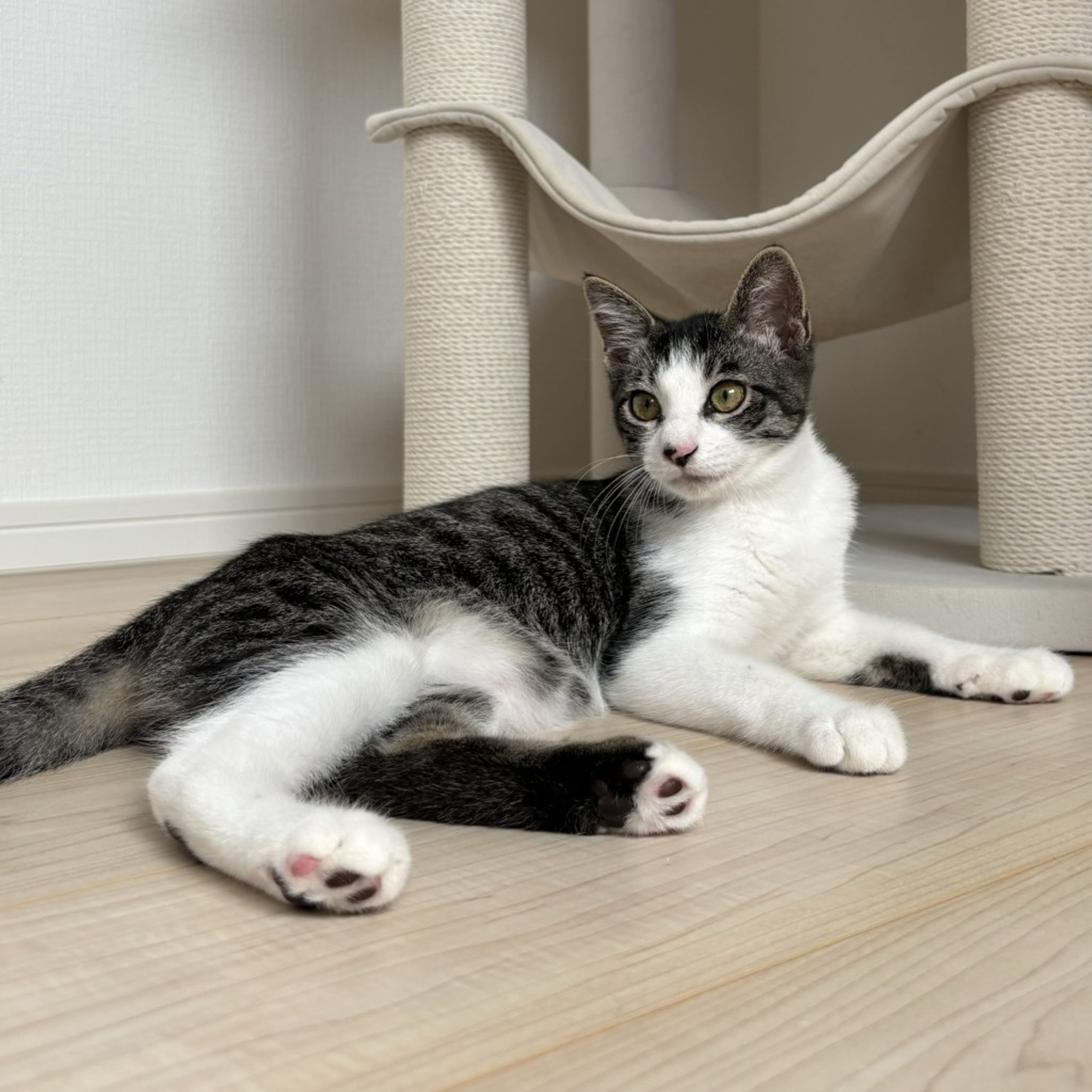 pet-image-5