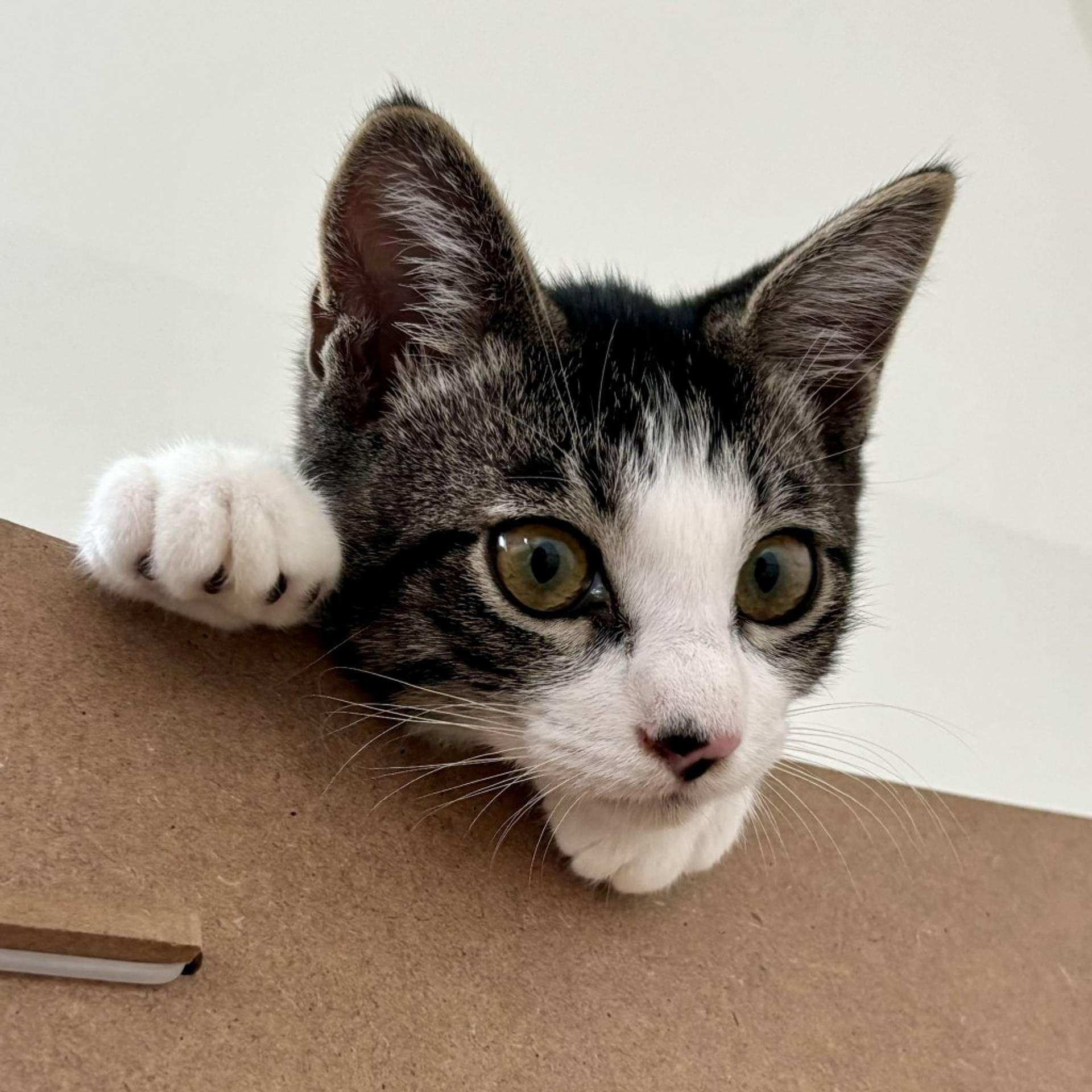 雑種（ミックス猫）・オスの里親募集の写真