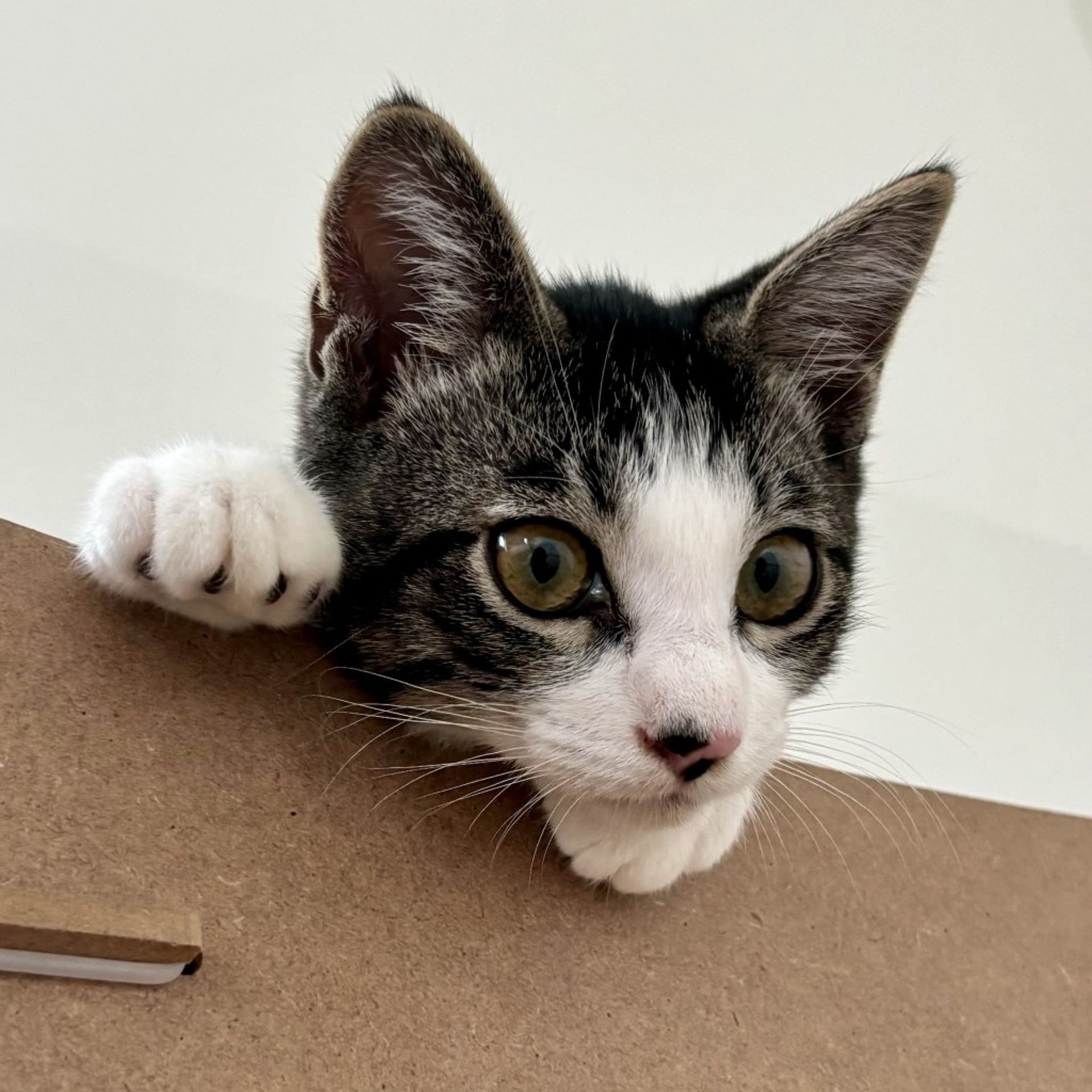 雑種（ミックス猫）・オスの里親募集の写真