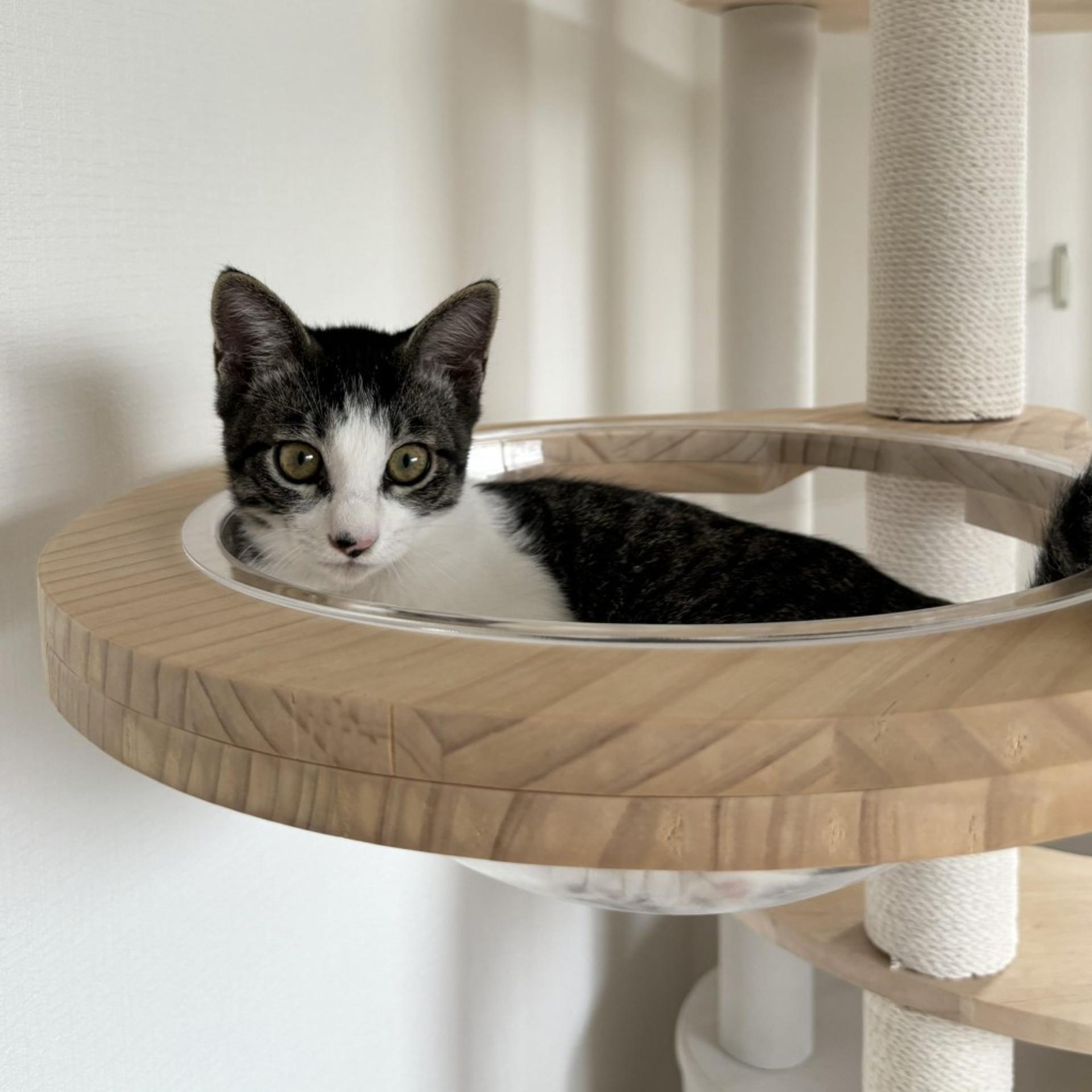 pet-image-4