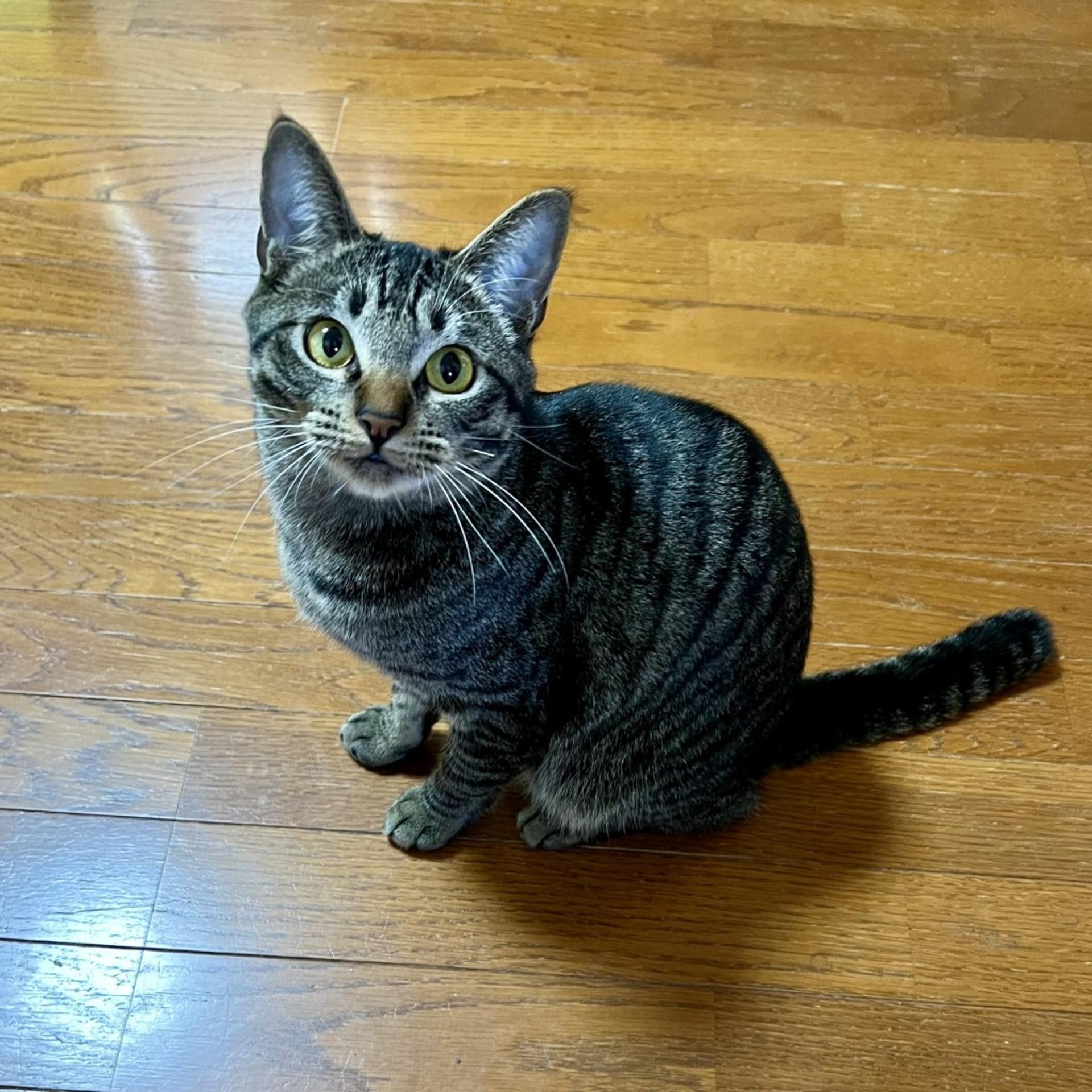 pet-image-2