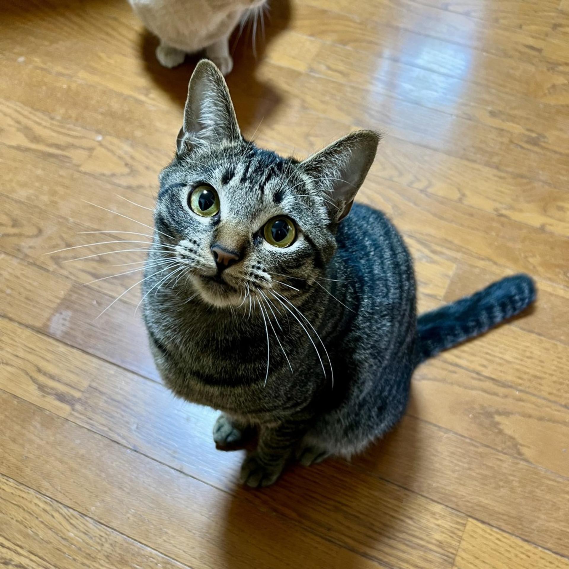 pet-image-3