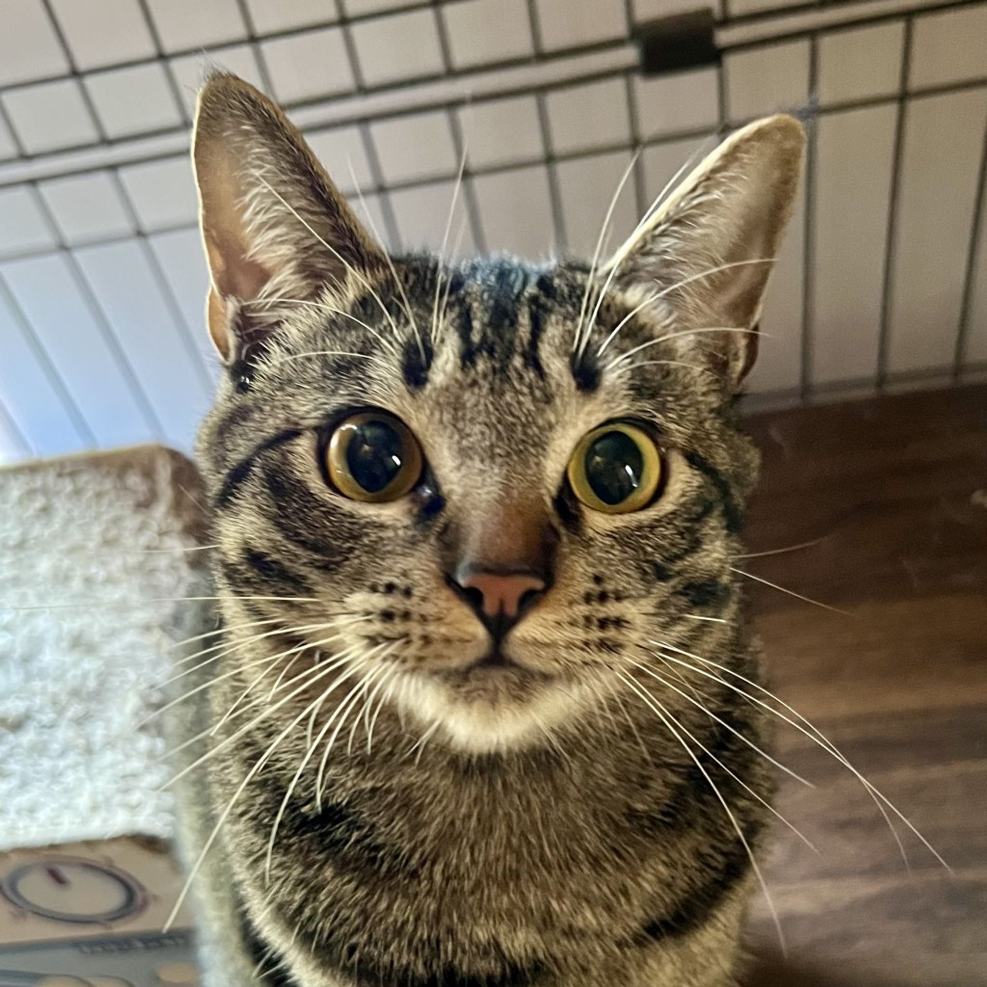 雑種（ミックス猫）・オスの里親募集の写真