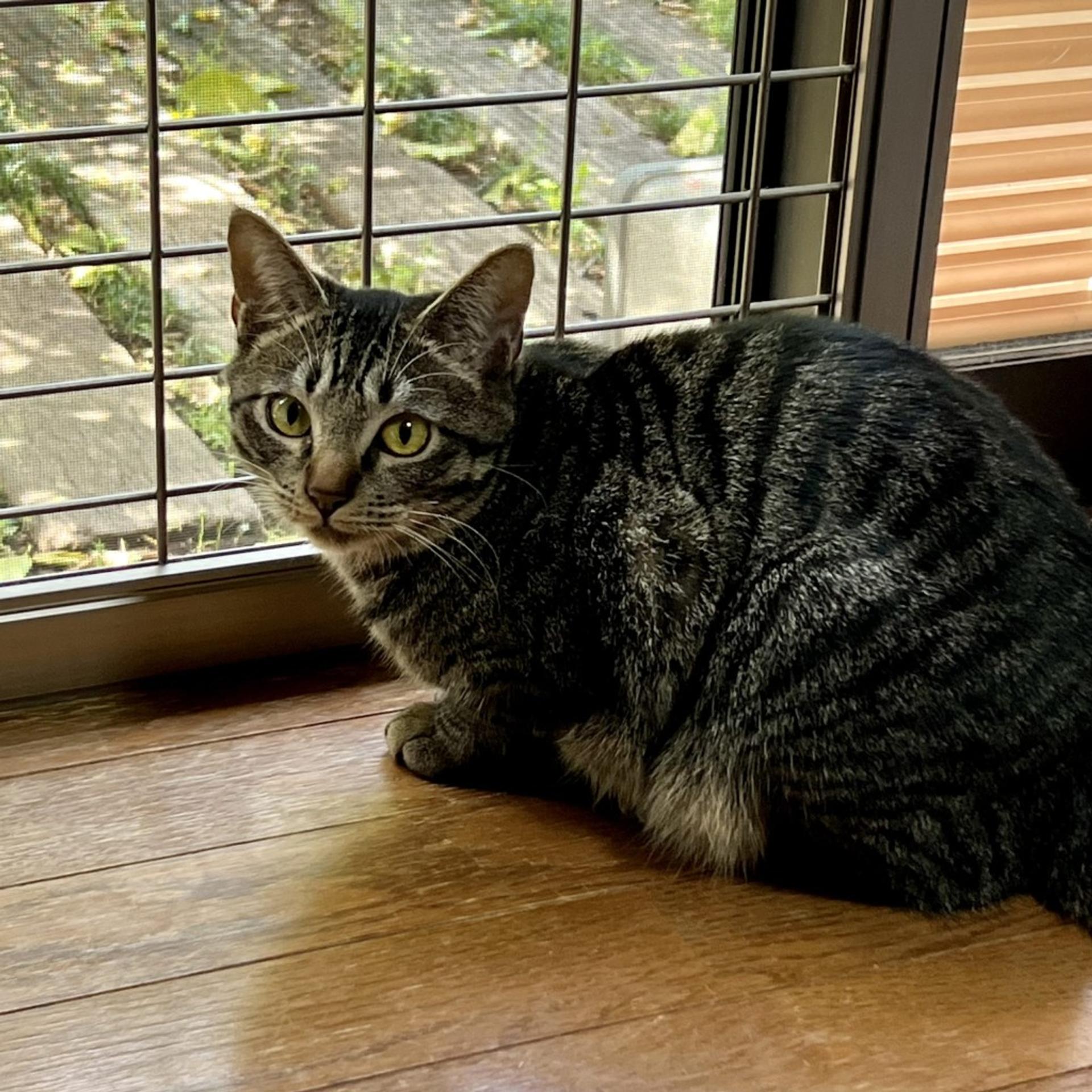 pet-image-6