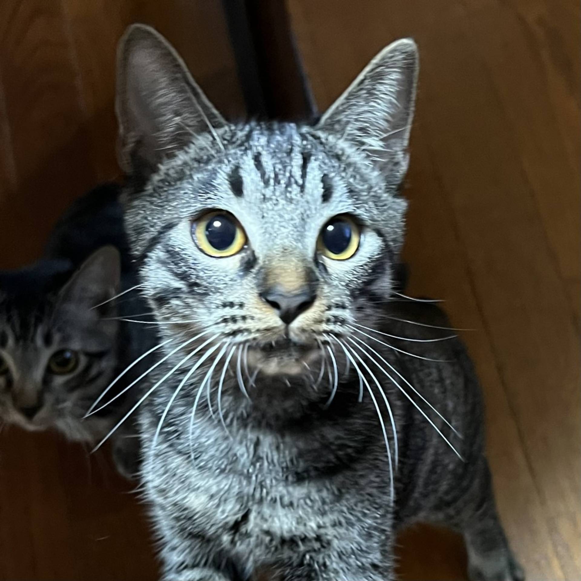 雑種（ミックス猫）・オスの里親募集の写真