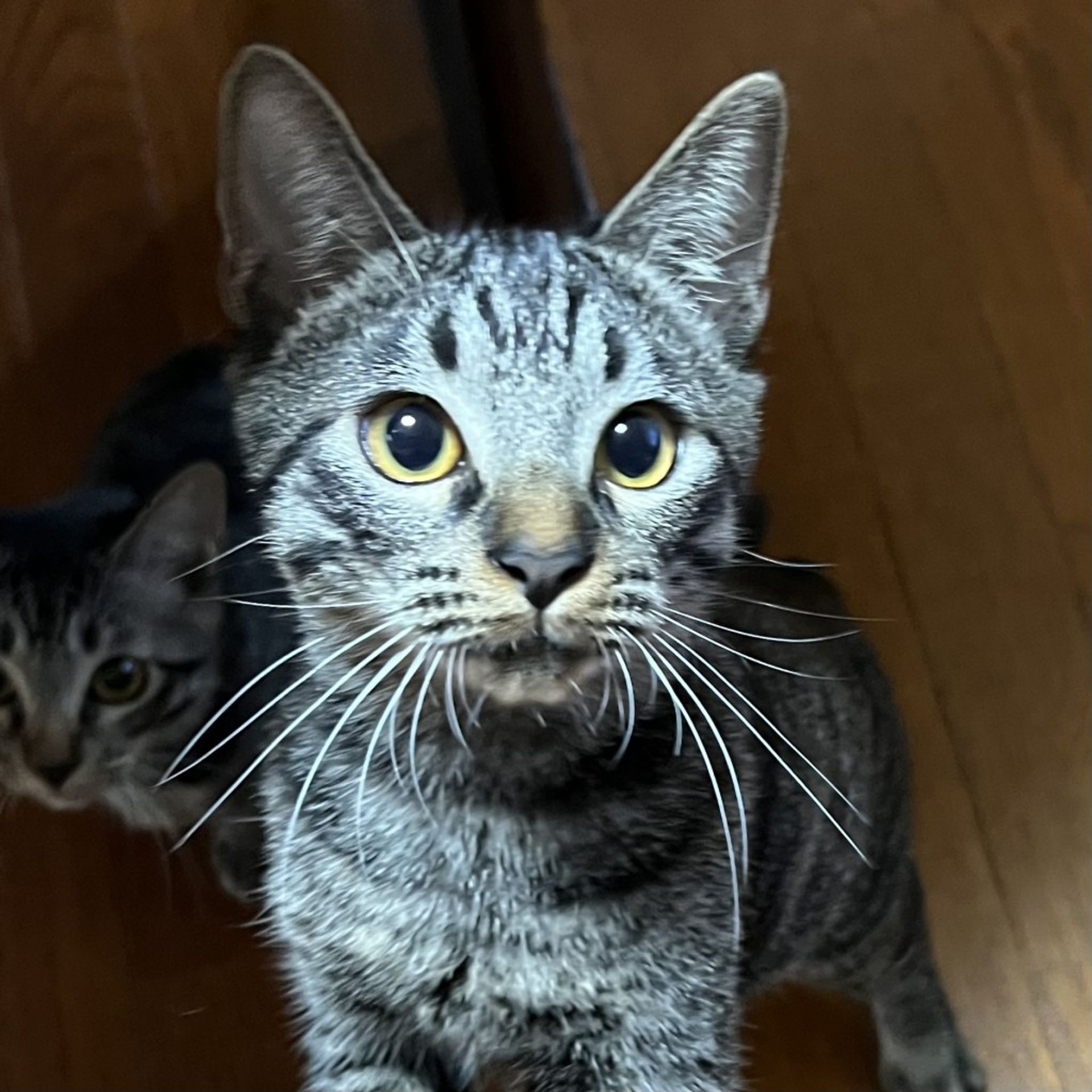 雑種（ミックス猫）・オスの里親募集の写真