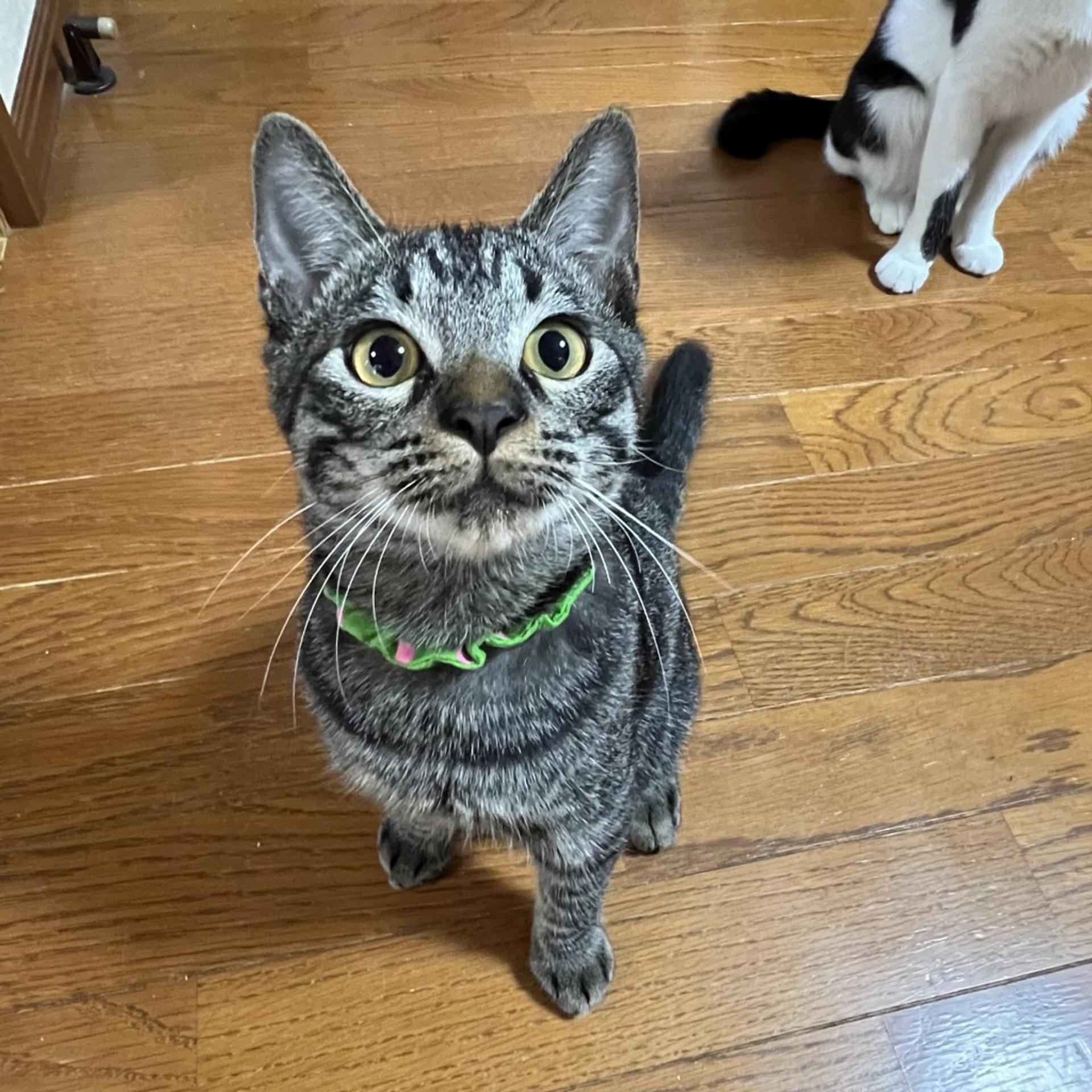 pet-image-2