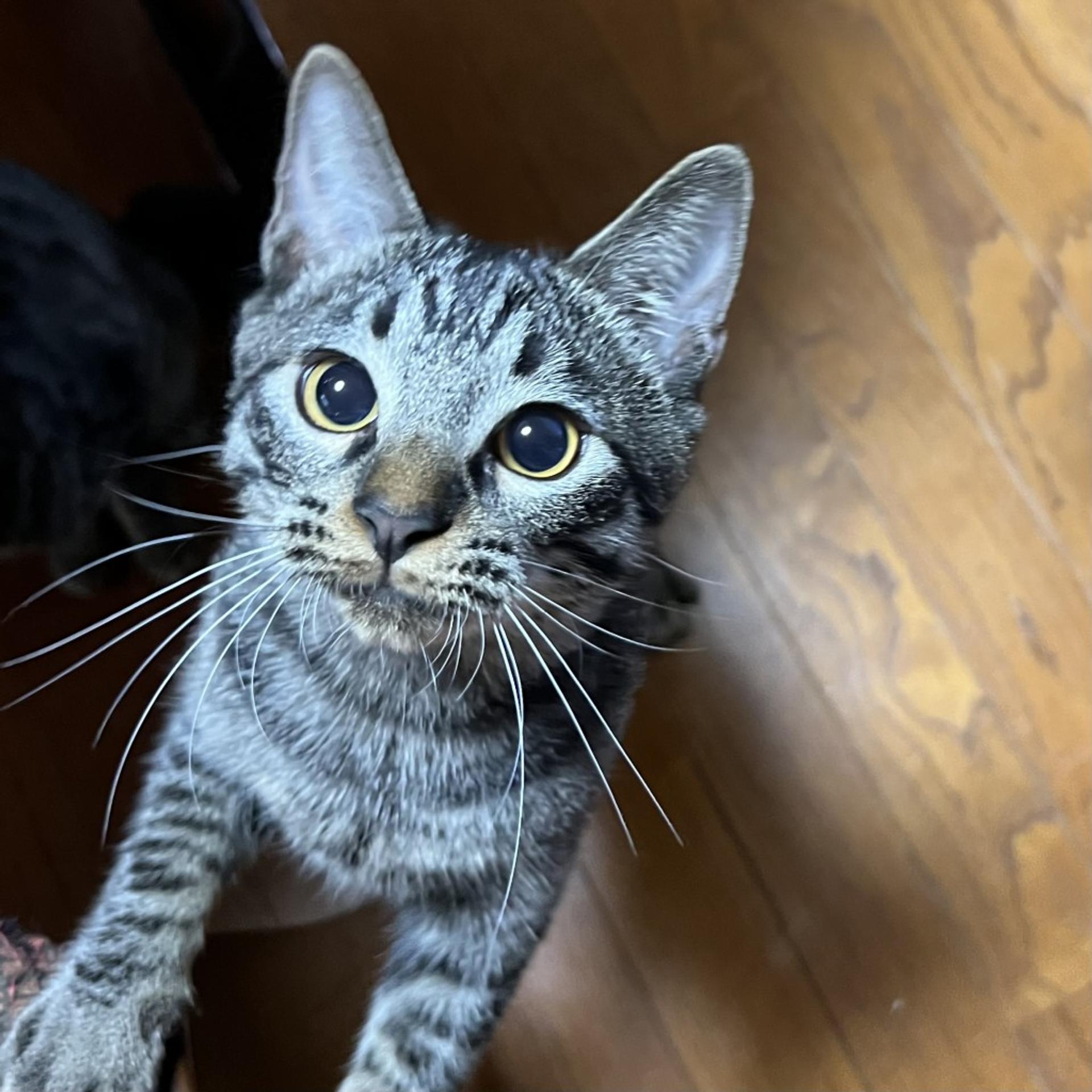 pet-image-4