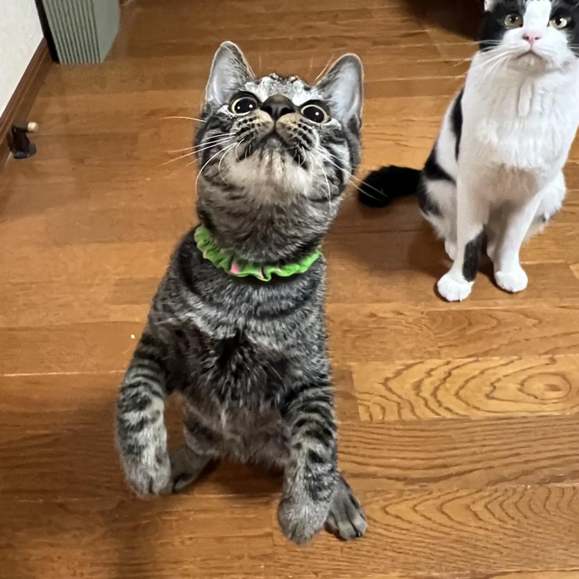 pet-image-5