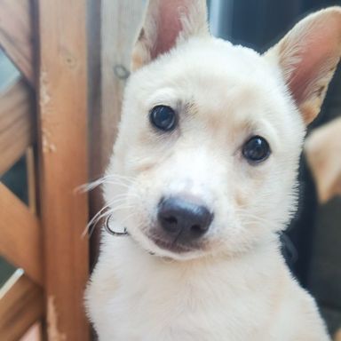 雑種（ミックス犬）・メスの里親募集の写真