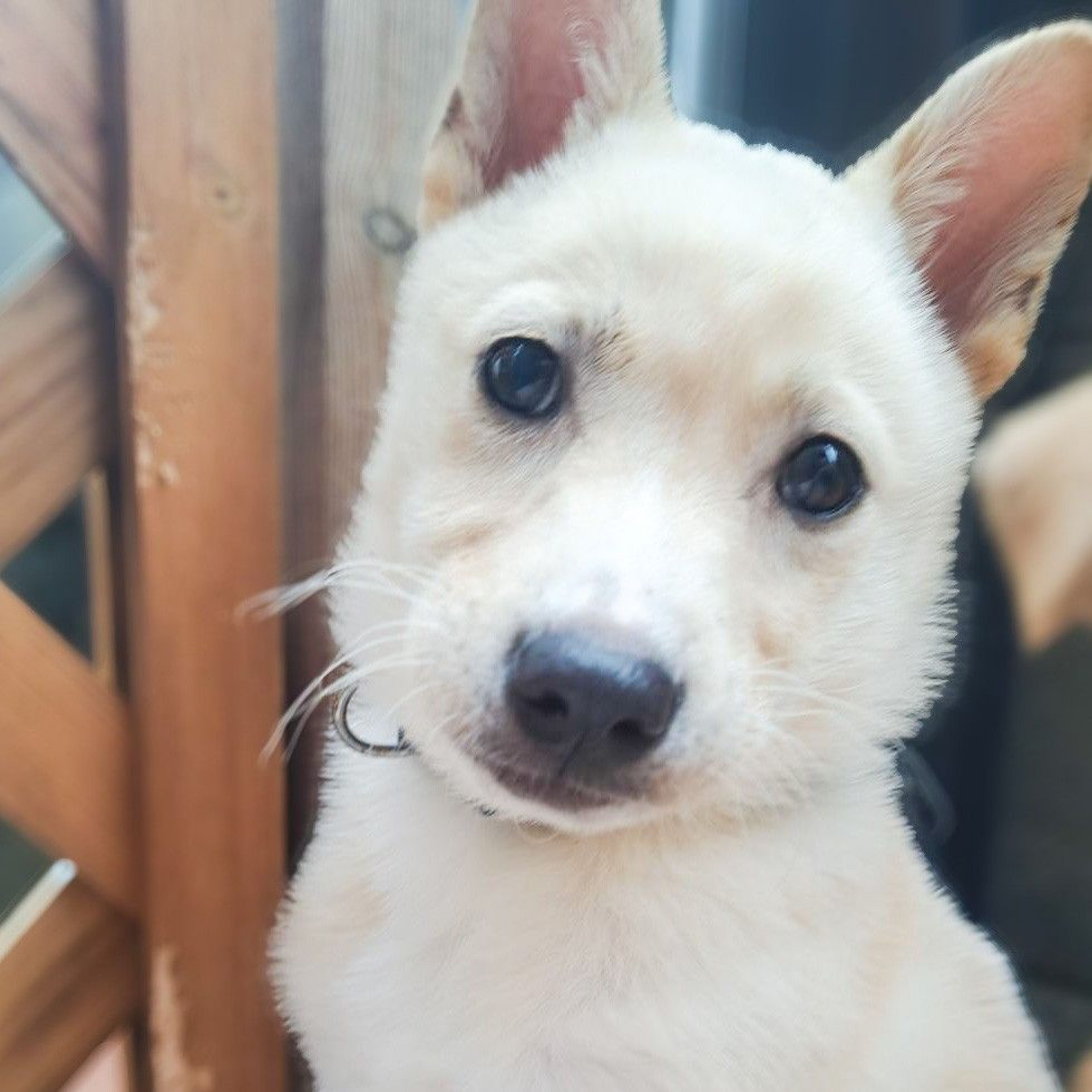 雑種（ミックス犬）・メスの里親募集の写真