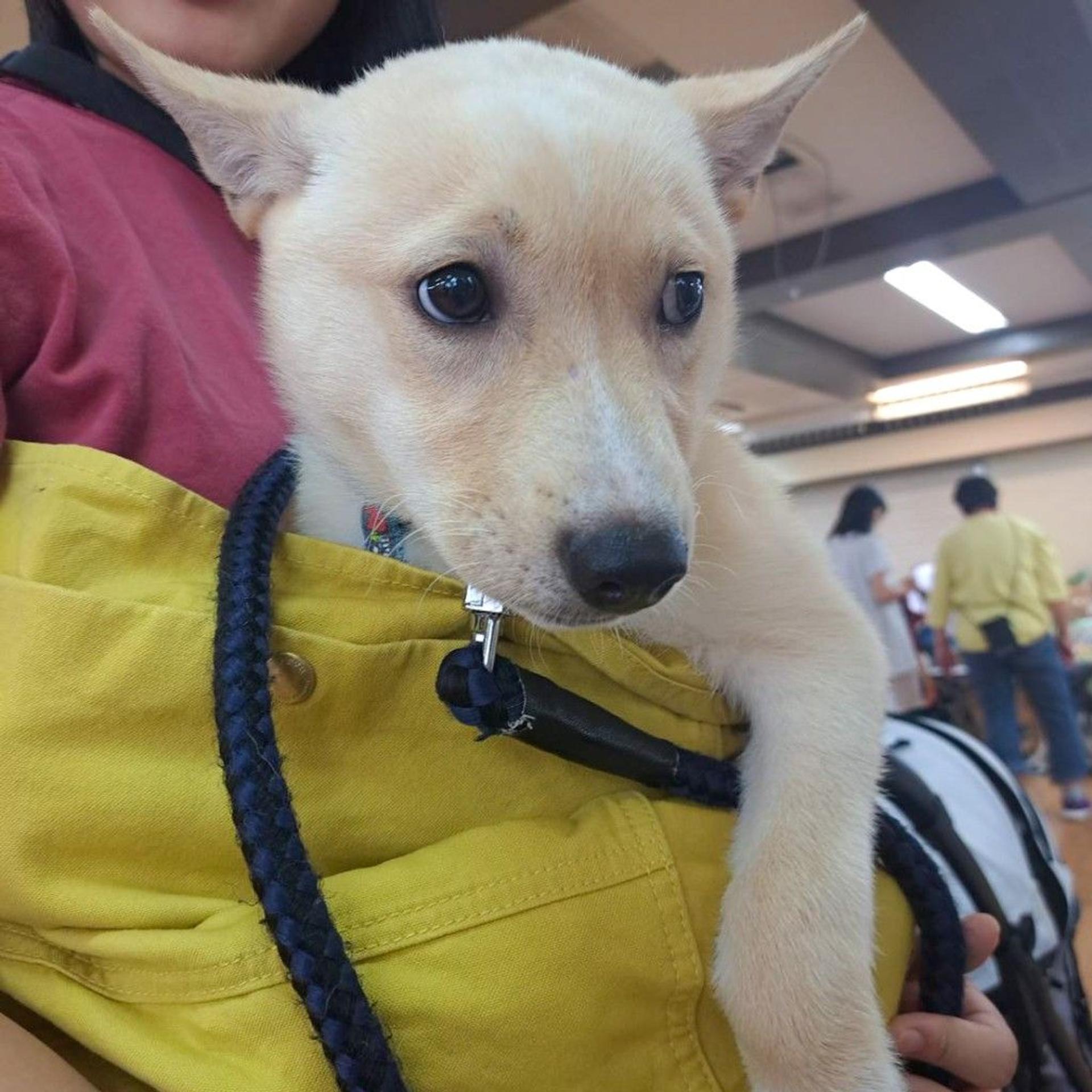 pet-image-3