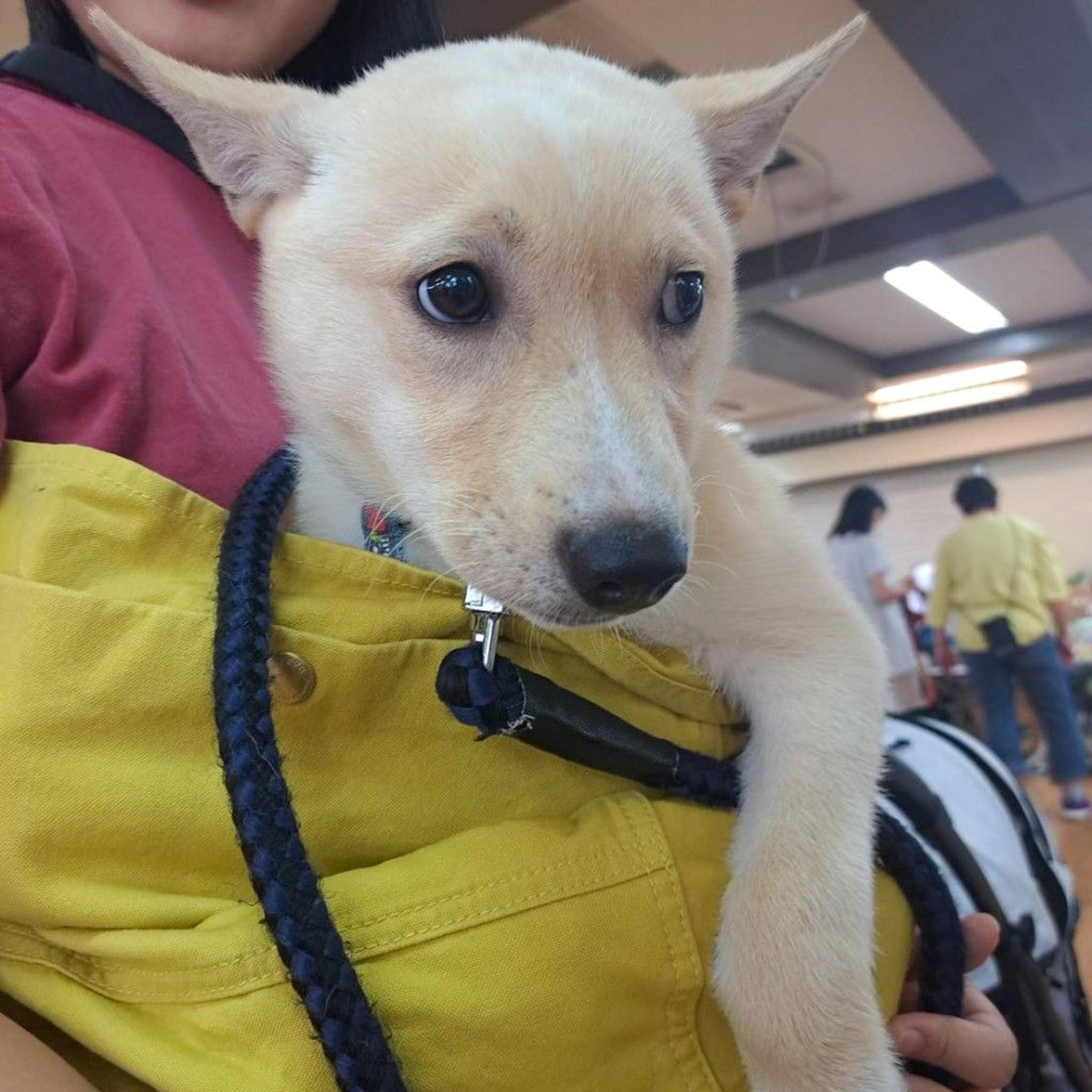 pet-image-3