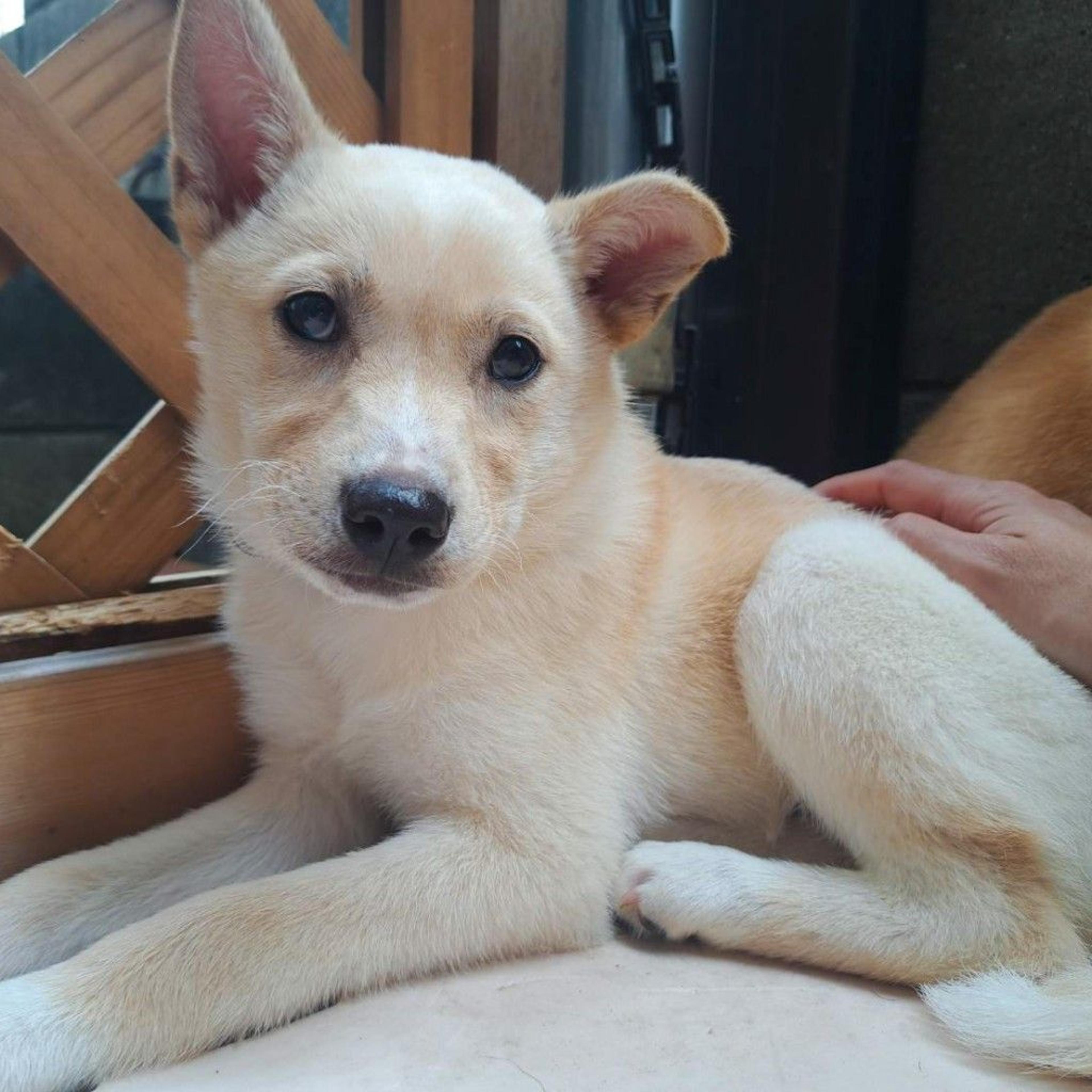 pet-image-4