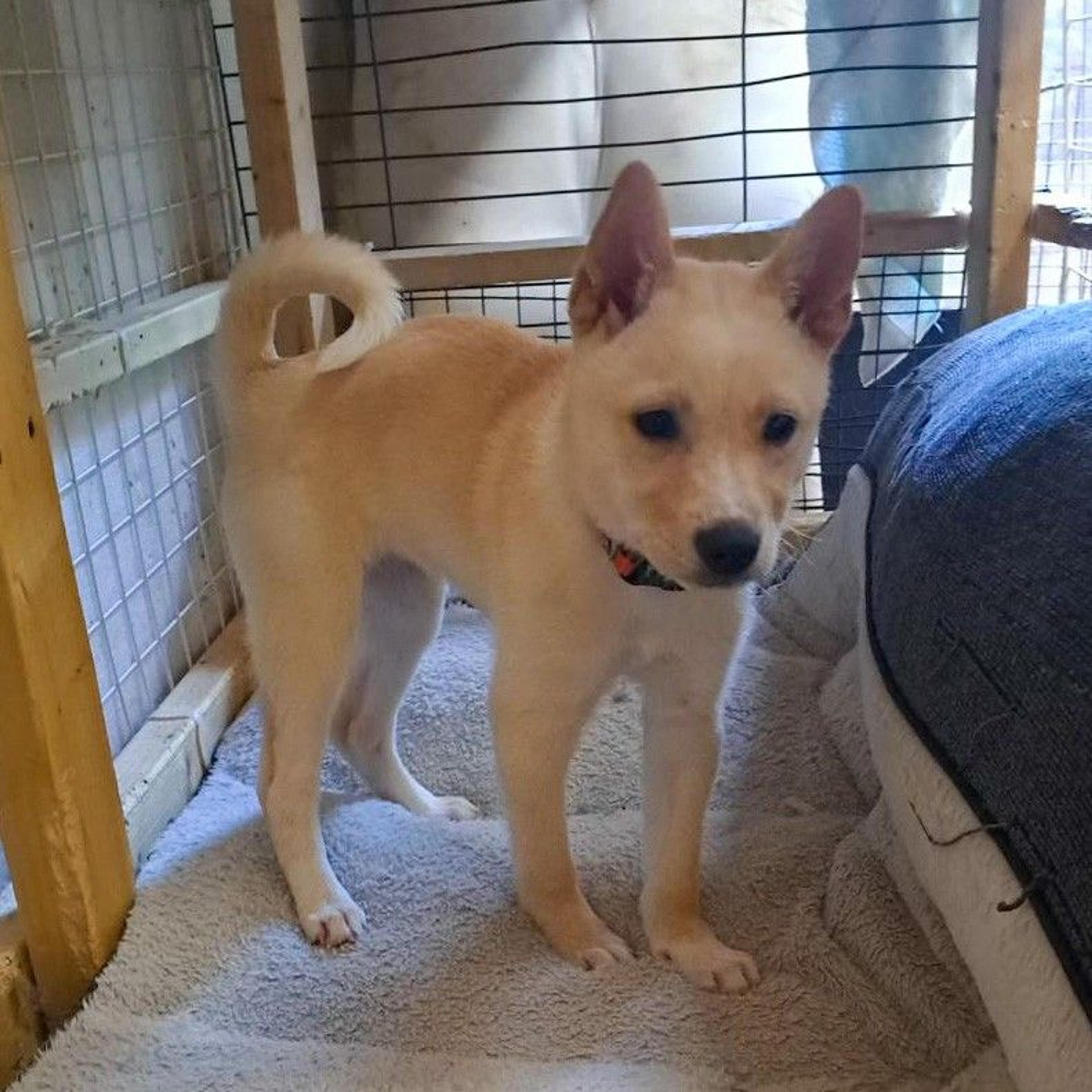 pet-image-5