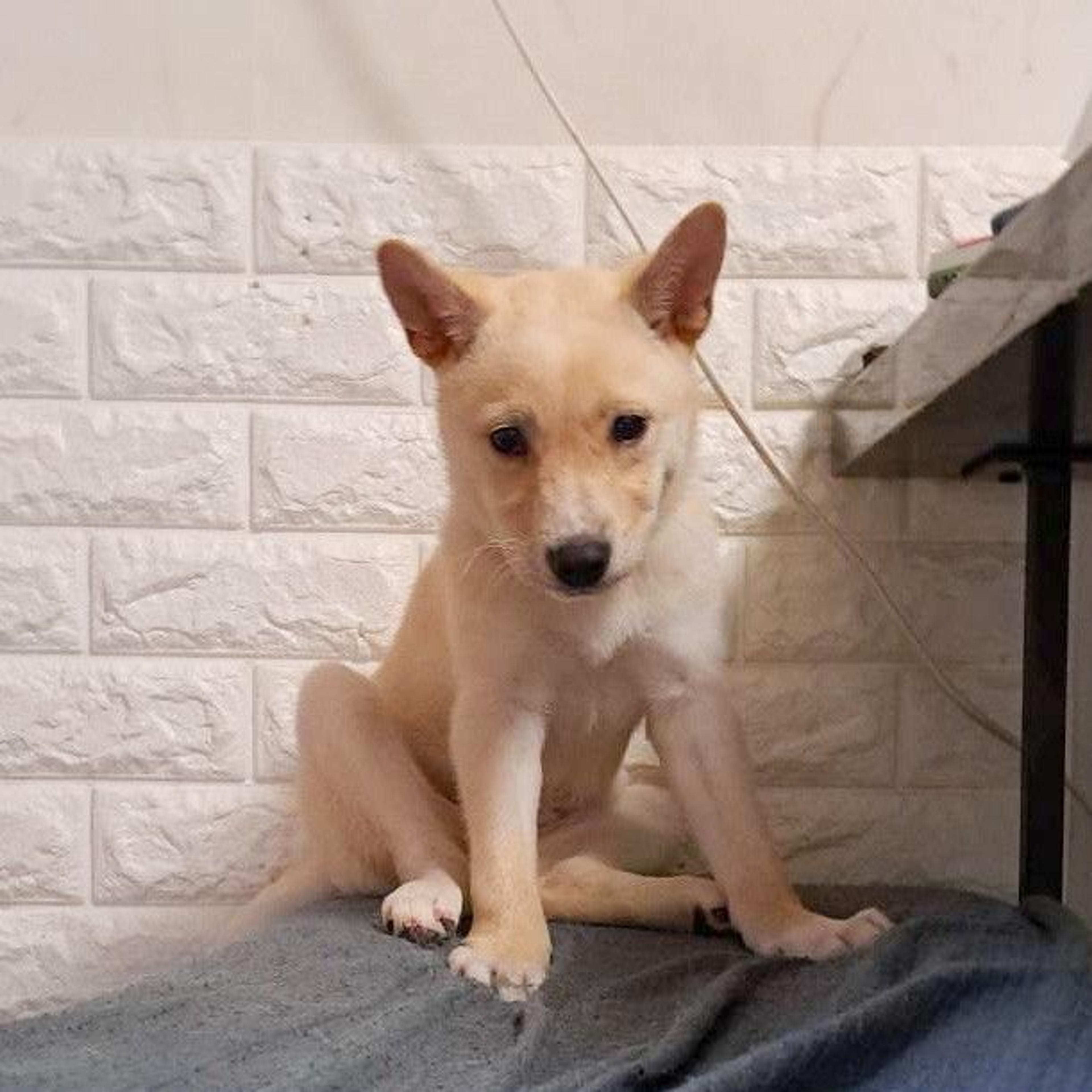 pet-image-6