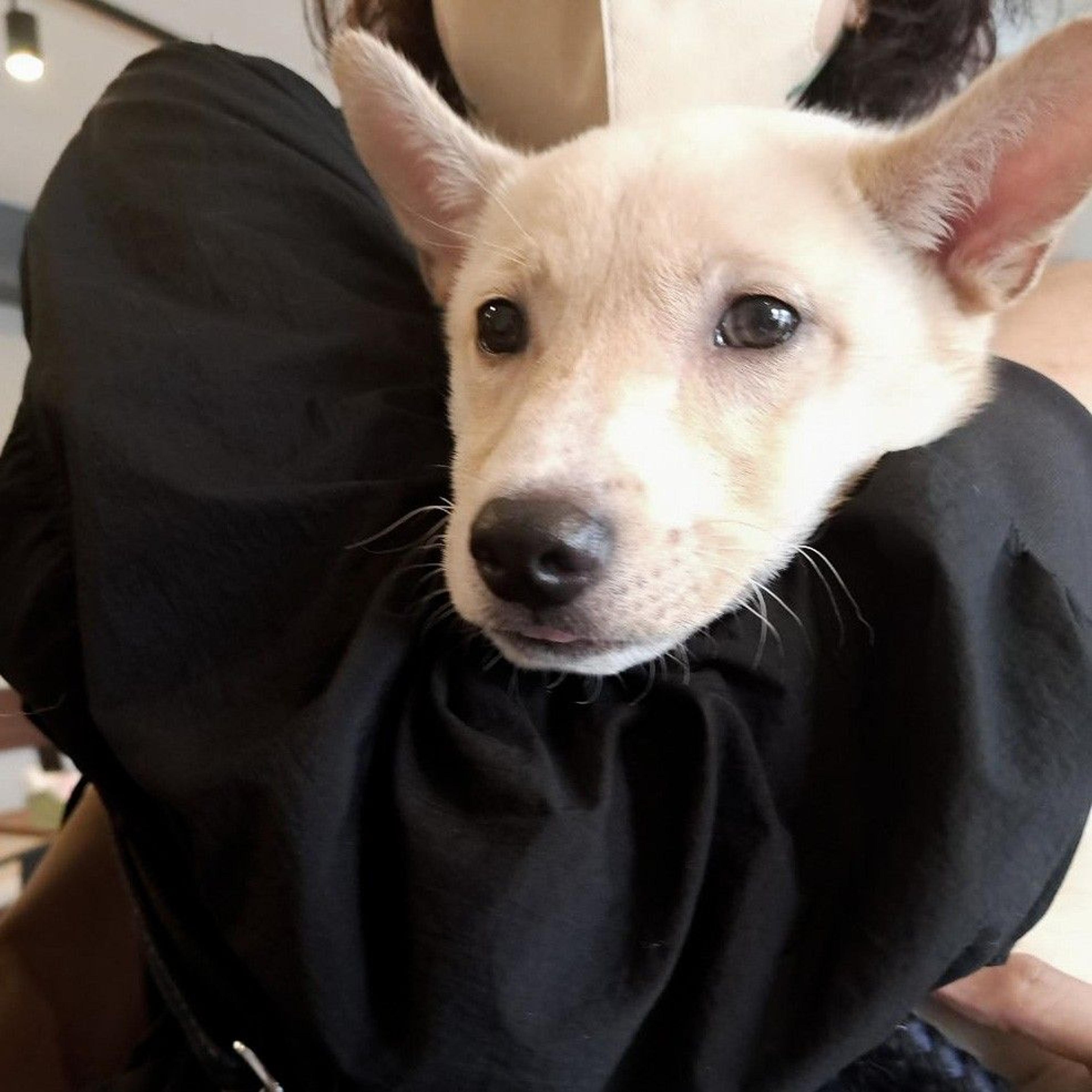 pet-image-7