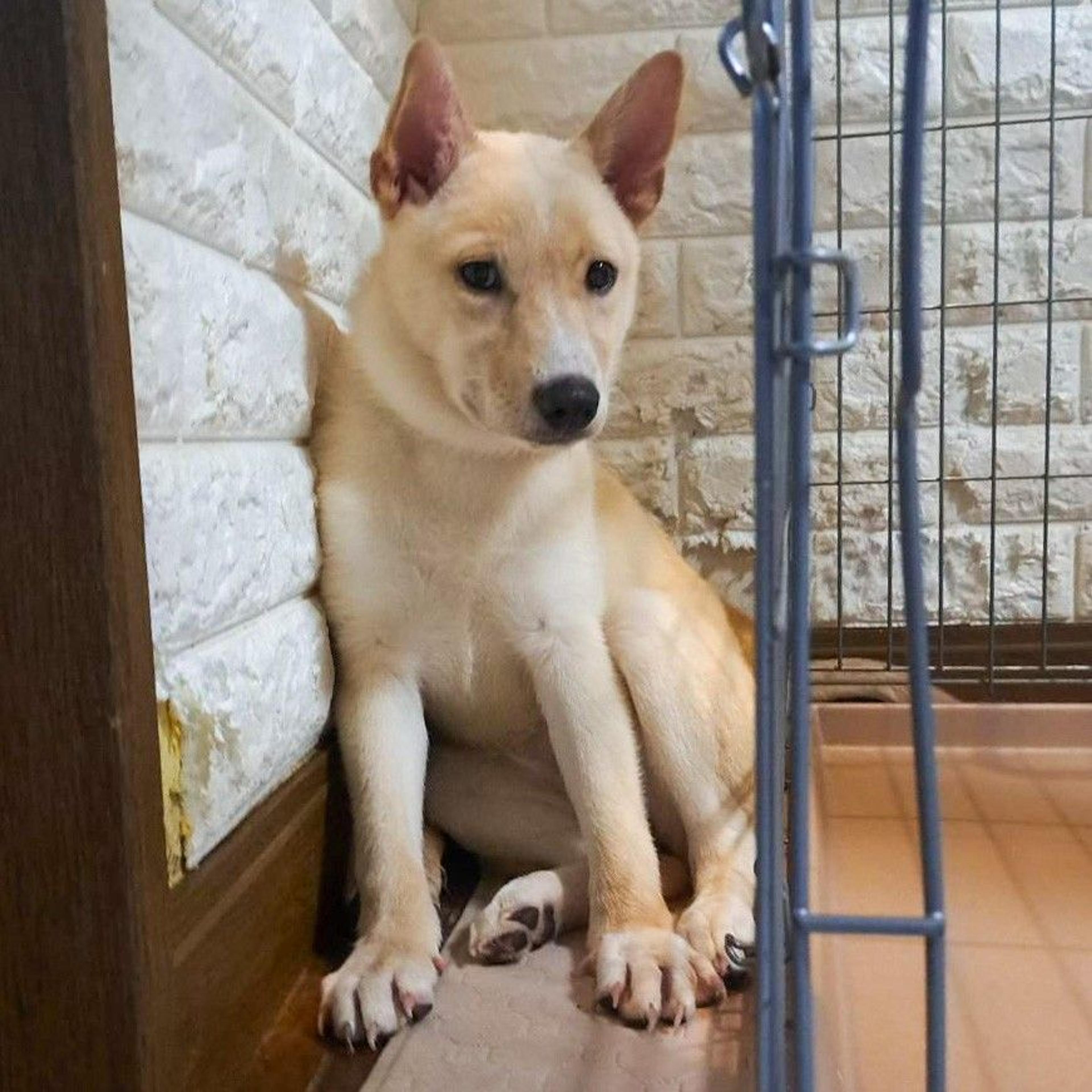 pet-image-8