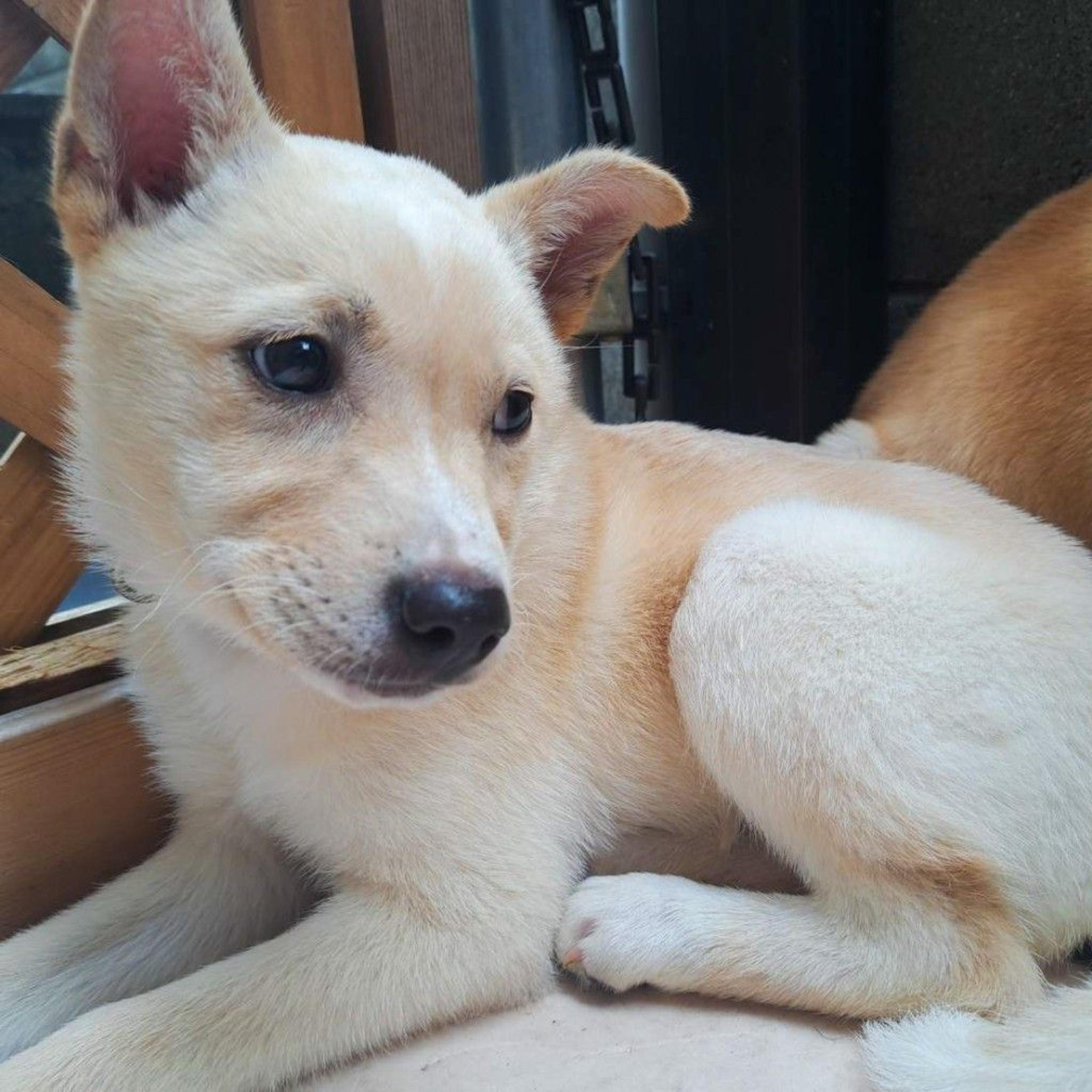 pet-image-9