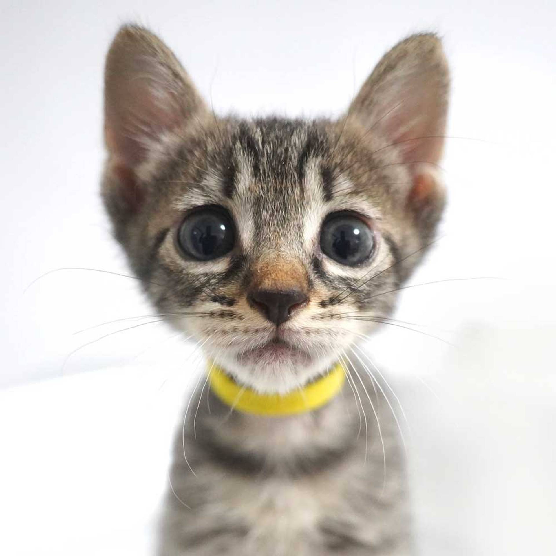 雑種（ミックス猫）・メスの里親募集の写真