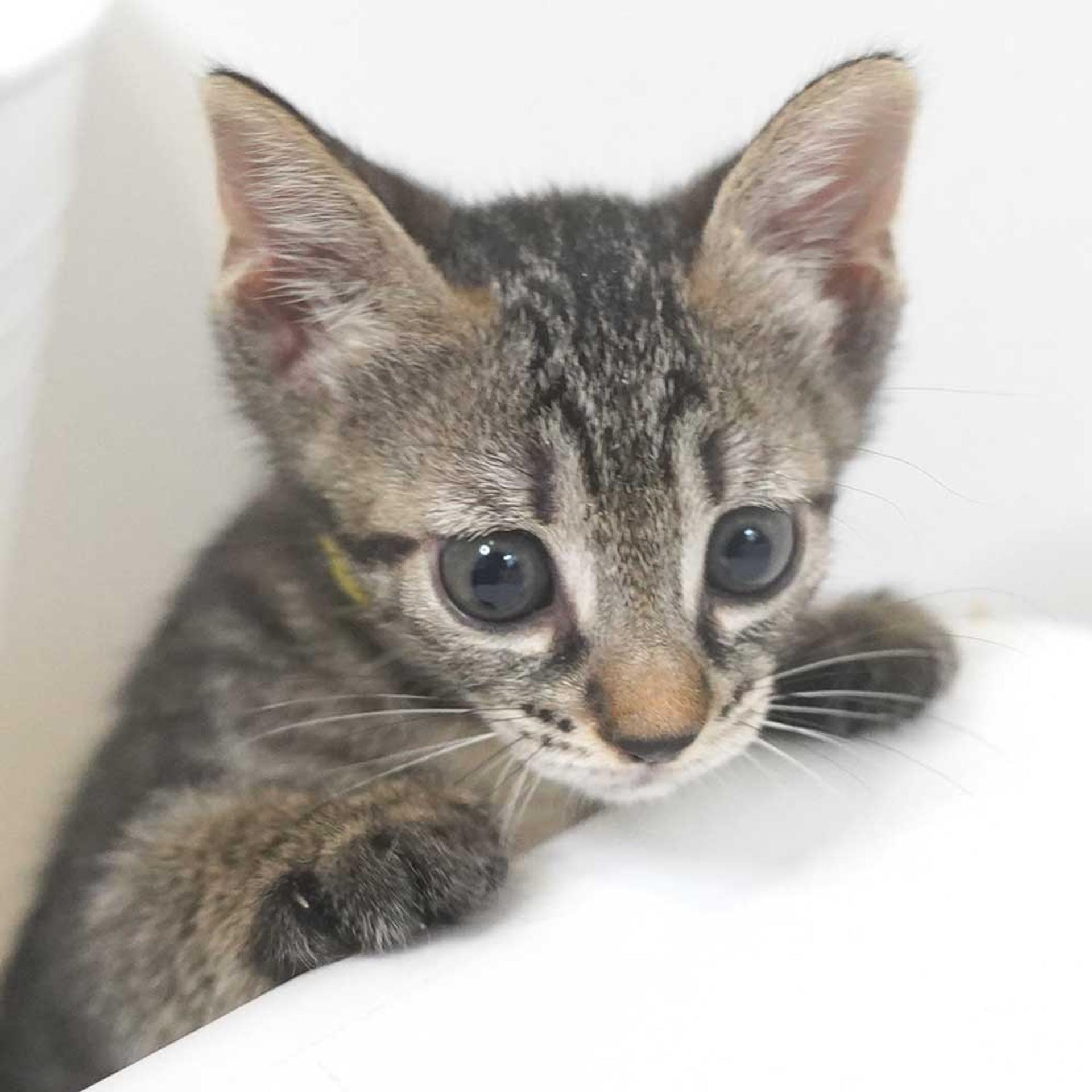 pet-image-4