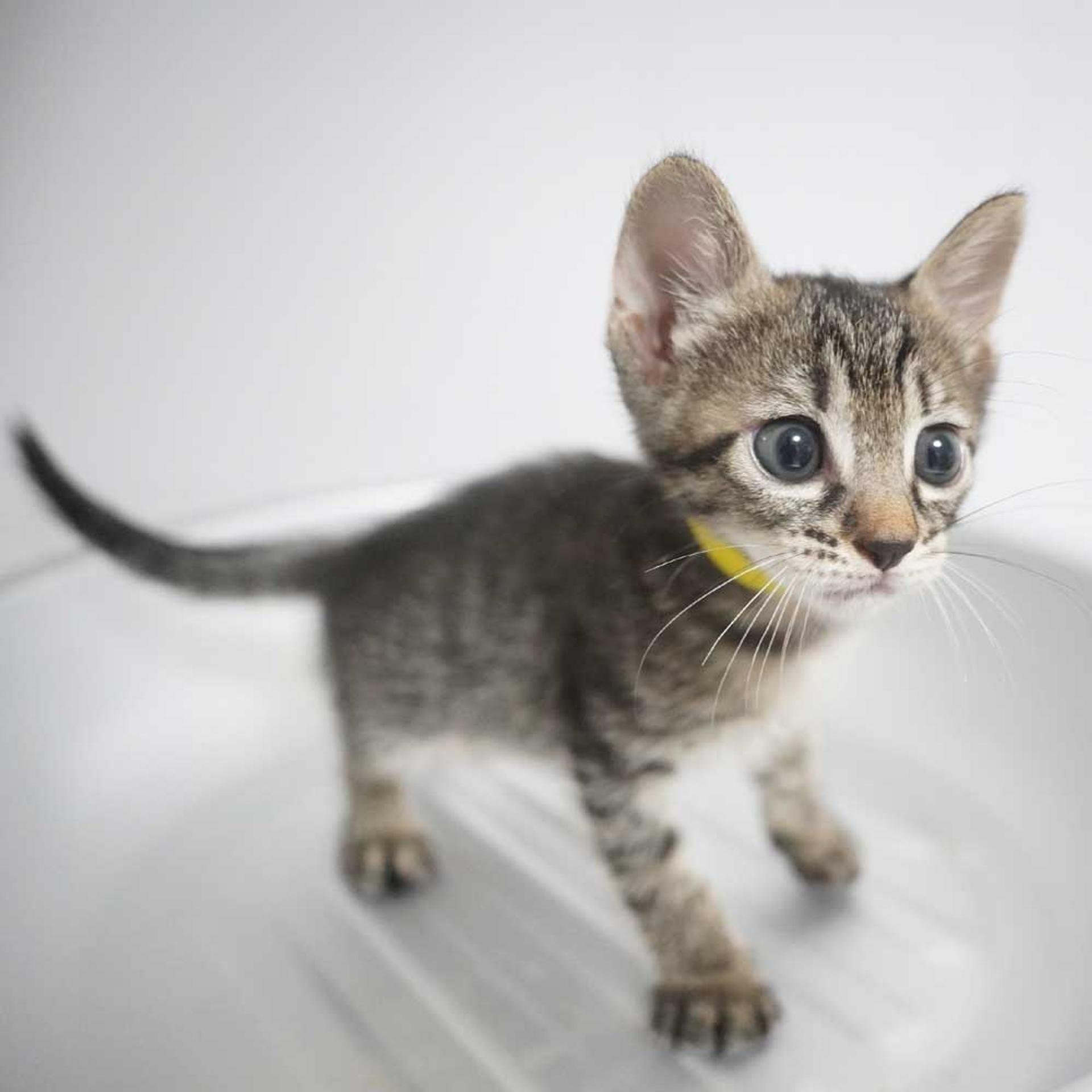 pet-image-5