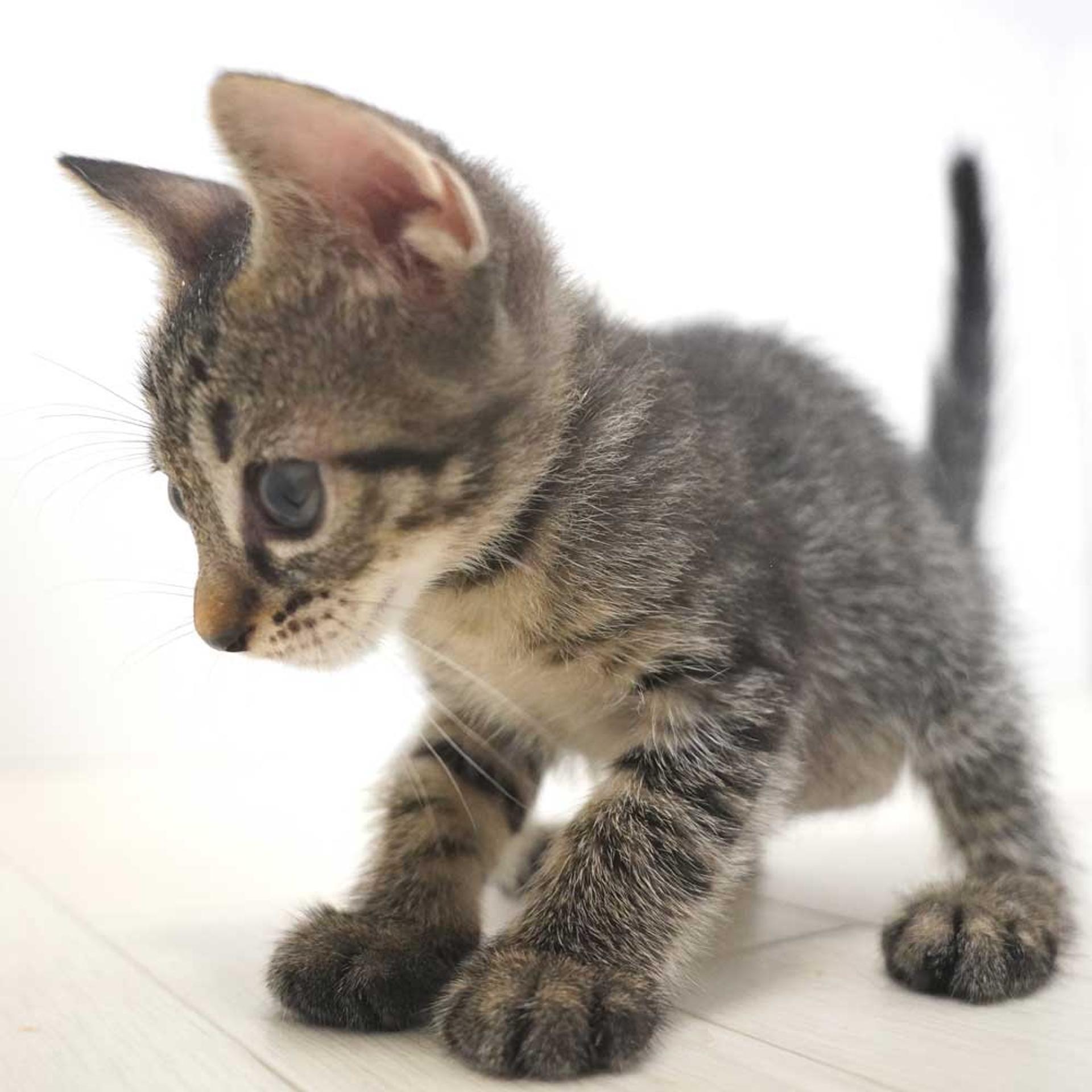 pet-image-8