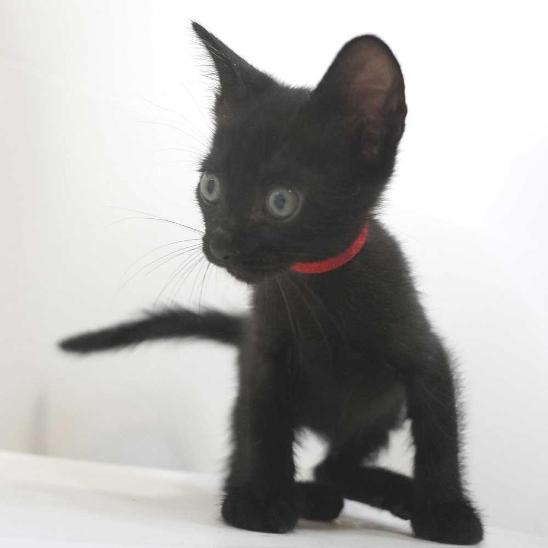 pet-image-6
