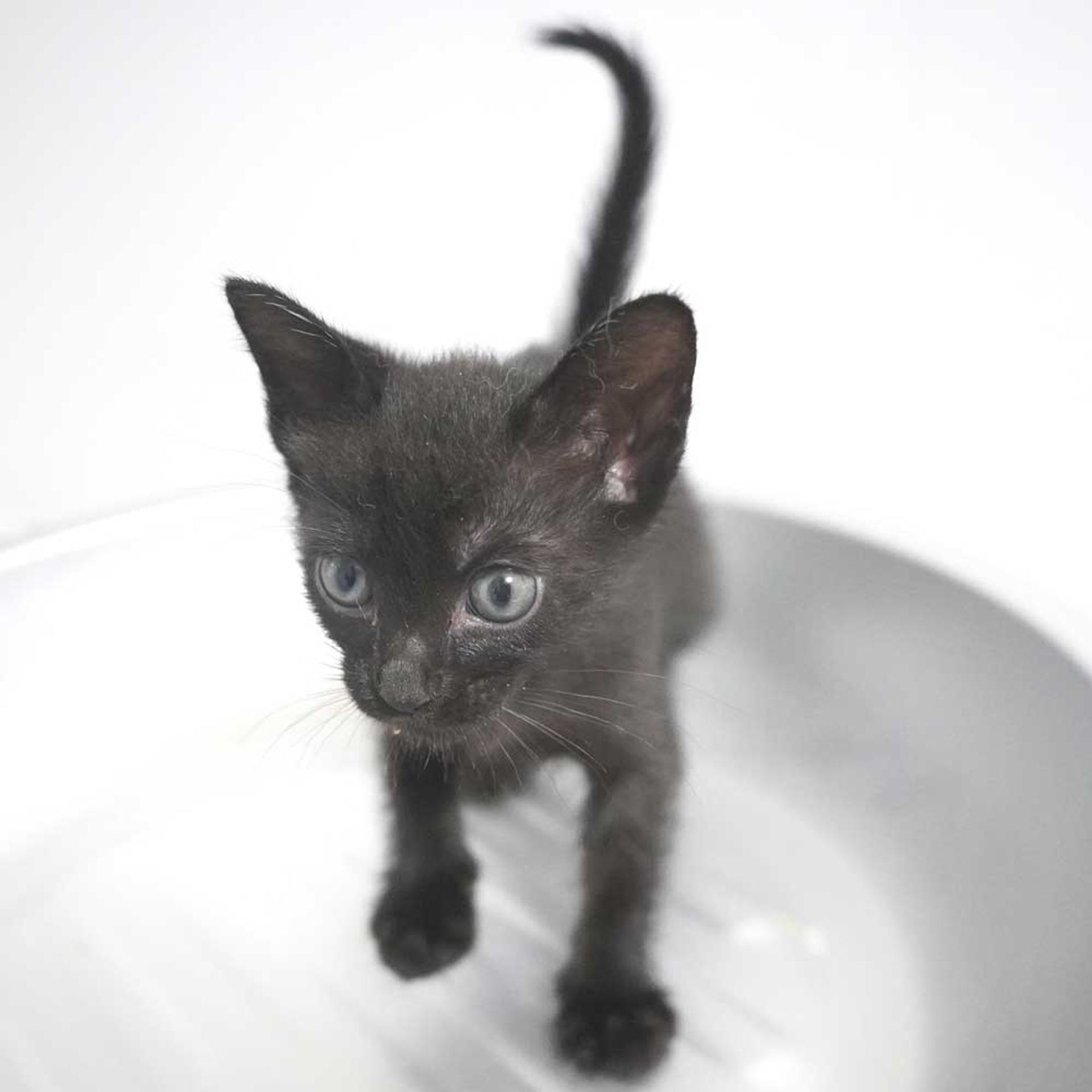 pet-image-7