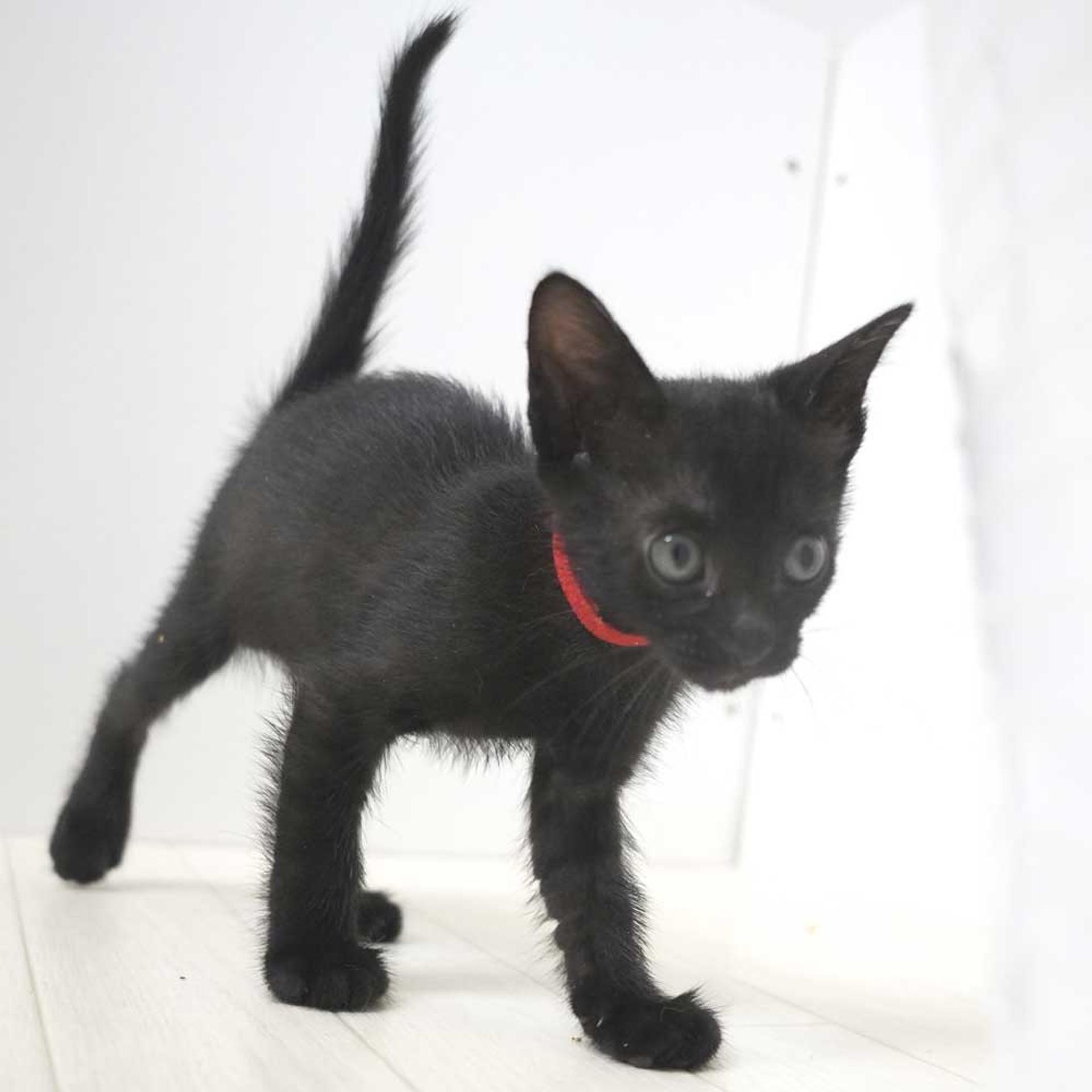 pet-image-8
